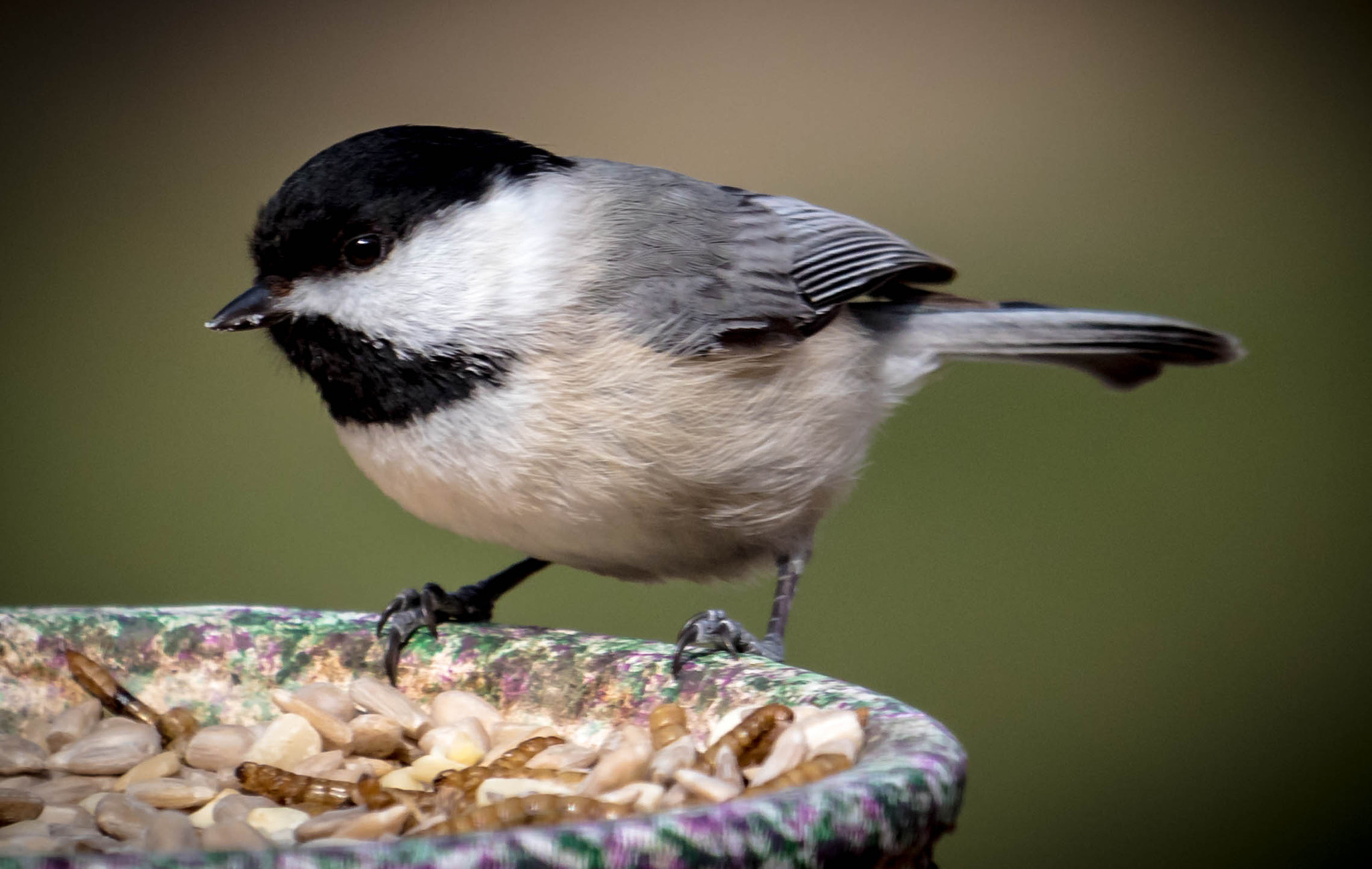 Canon EF 100-400mm F4.5-5.6L IS USM sample photo. Black-capped at meal time photography