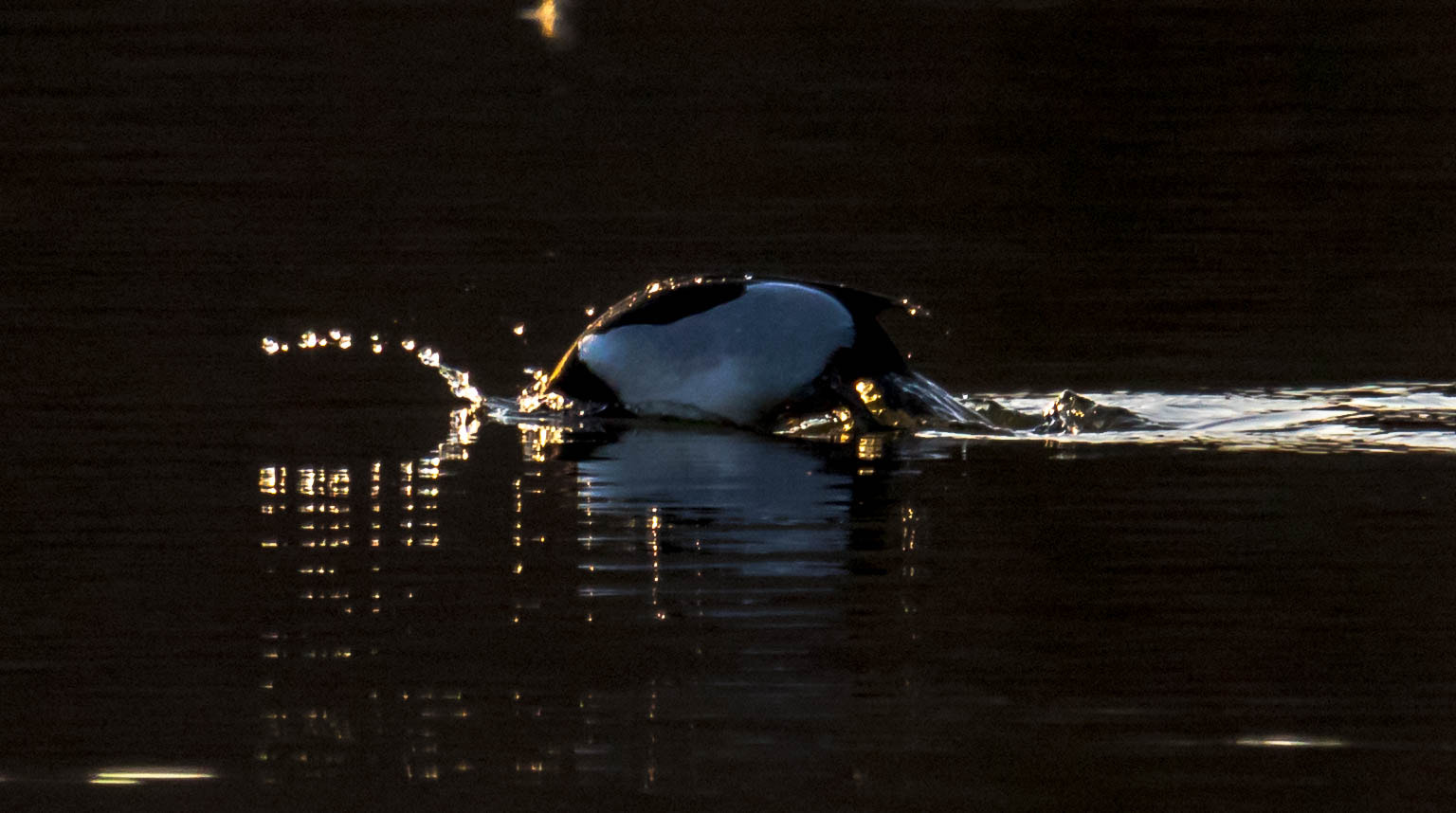 Canon EF 100-400mm F4.5-5.6L IS USM sample photo. Sunset dive photography