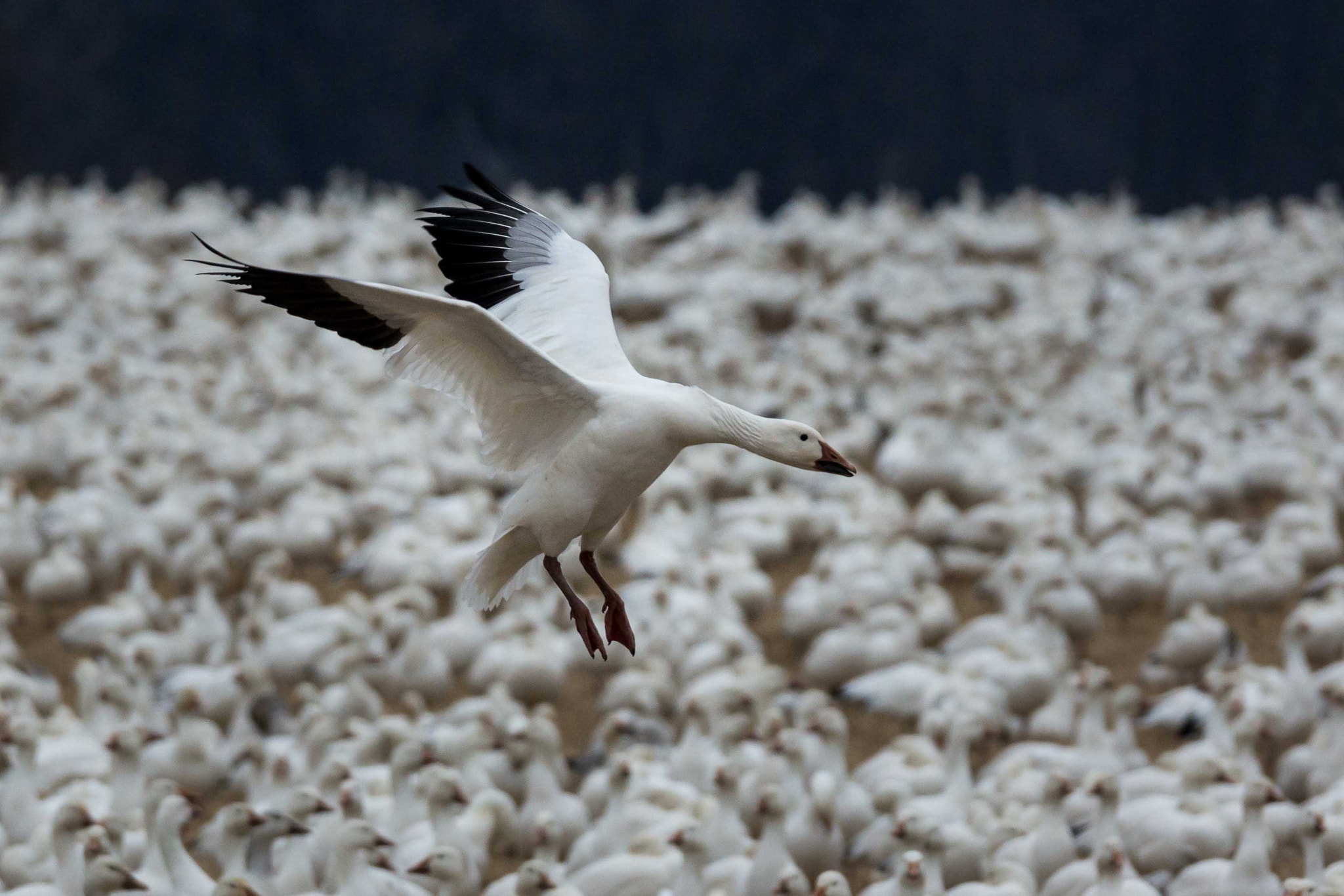 Sony 70-400mm F4-5.6 G SSM II sample photo. Coming in hot! middle creek pa photography