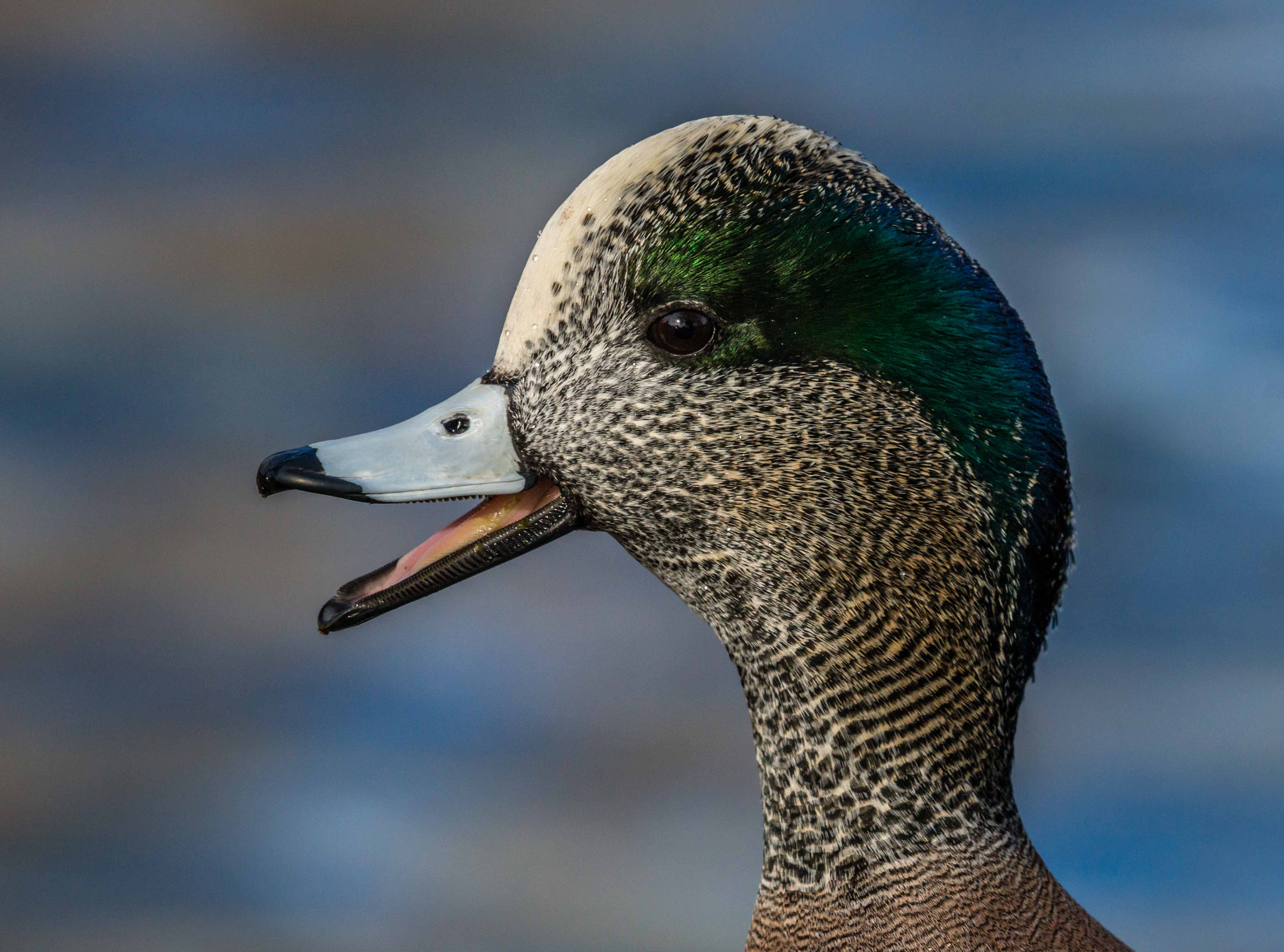 Sony 70-400mm F4-5.6 G SSM II sample photo. Widgeon drake photography
