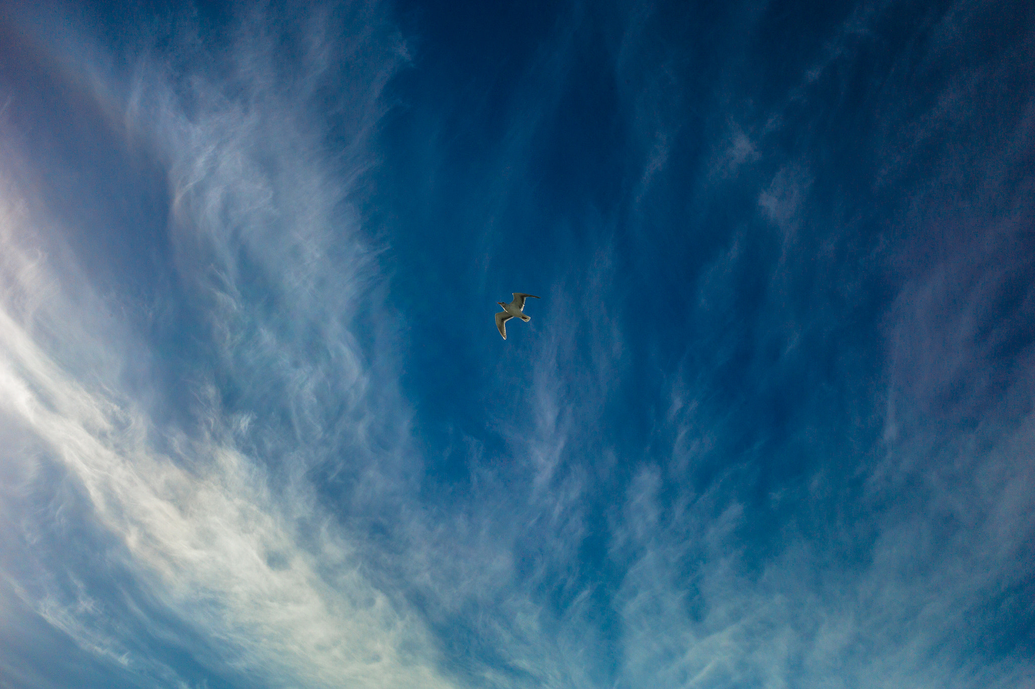 Leica Elmarit-M 28mm f/2.8 (IV) sample photo. Seagull  bc ferry photography