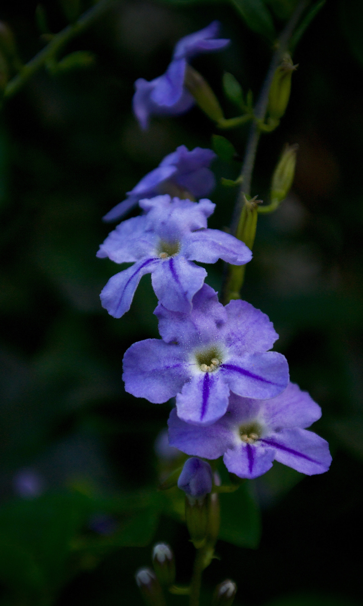 Nikon 1 J2 sample photo. Singapore botanic garden photography