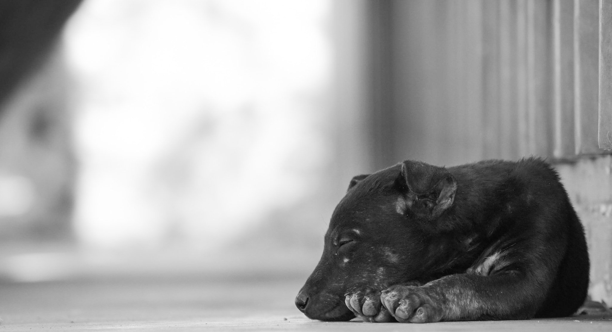 Sony SLT-A55 (SLT-A55V) + Sony DT 55-200mm F4-5.6 SAM sample photo. Homeless puppy in outback australia photography