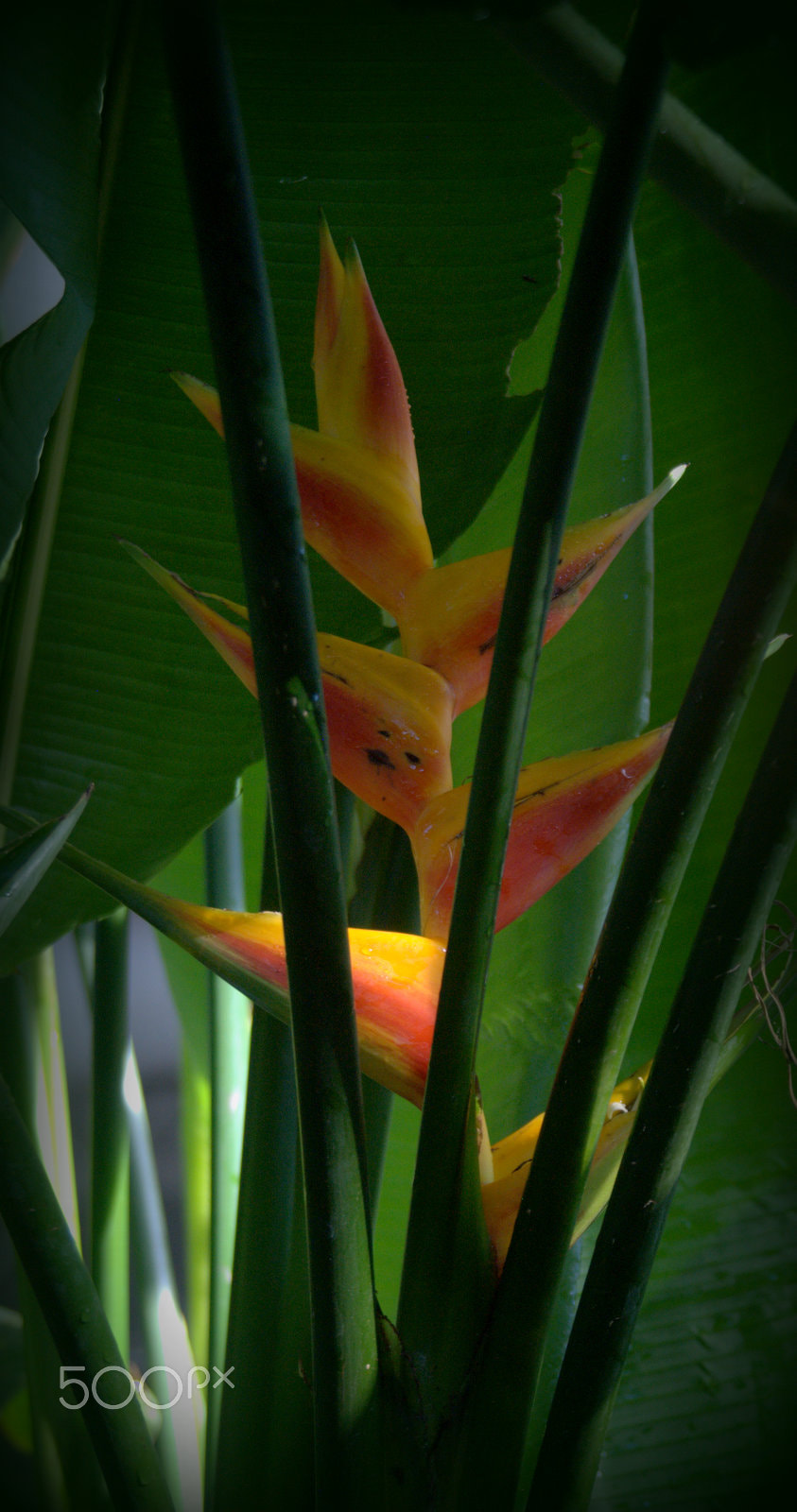 Sigma 28-90mm F3.5-5.6 Macro sample photo. Heleconia lobster claw plant photography