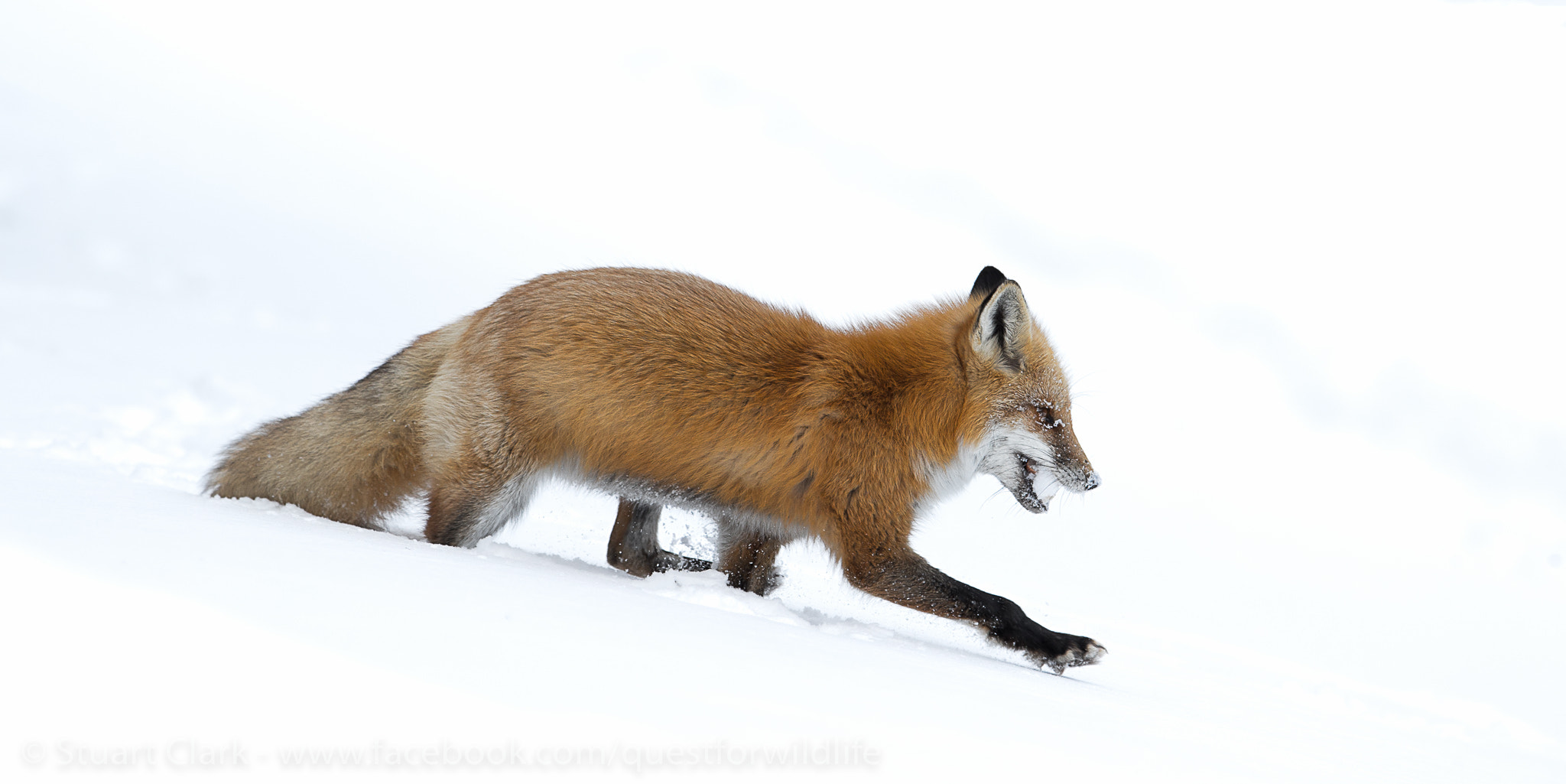 Canon EF 300mm F2.8L IS USM sample photo. White out photography