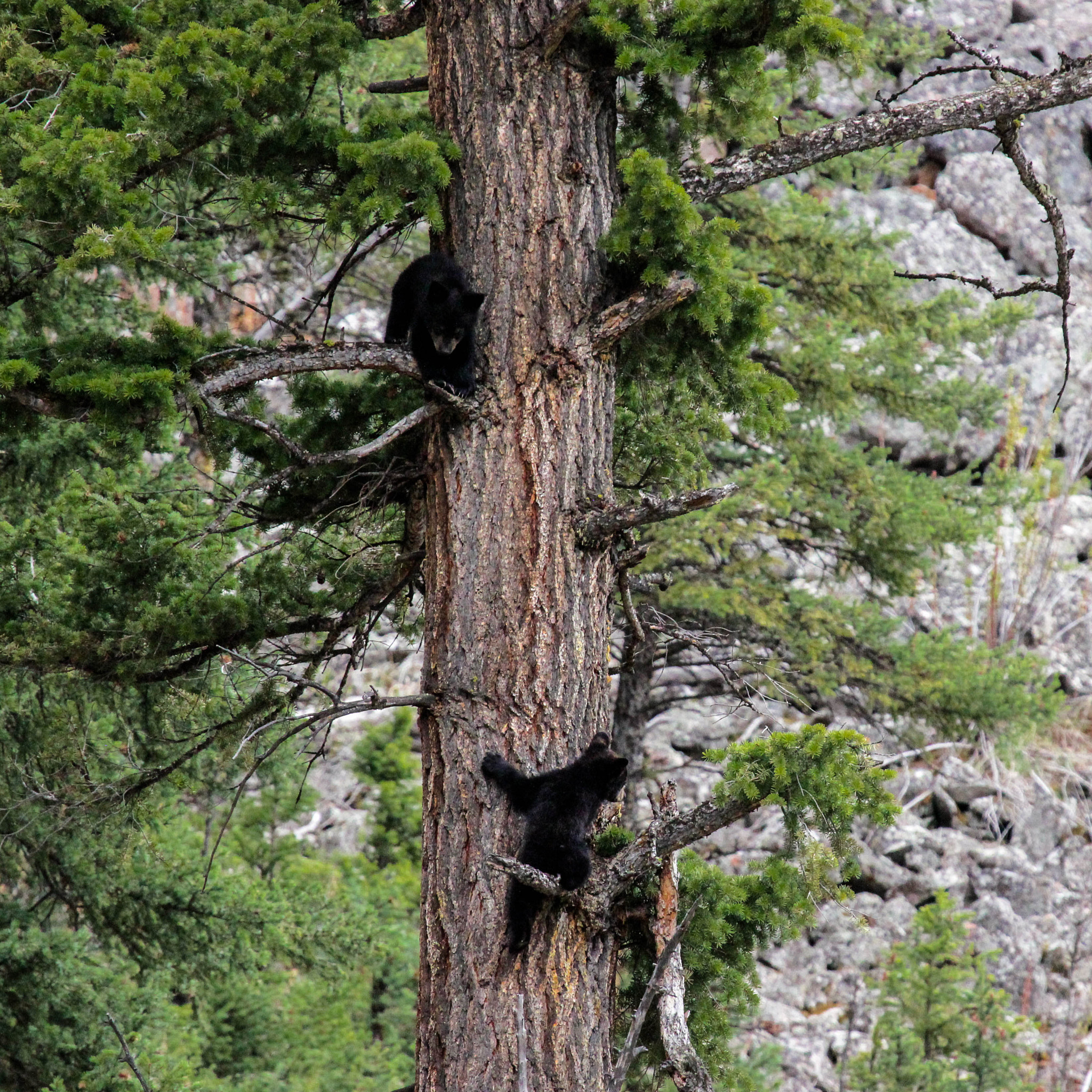 Canon EF 100-400mm F4.5-5.6L IS USM sample photo. Treed photography
