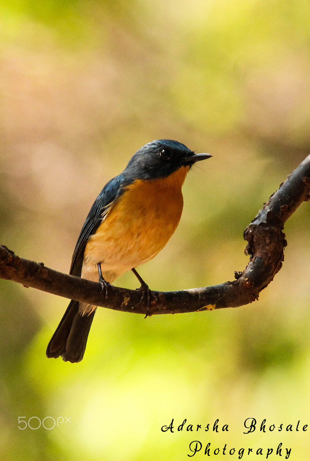 Sigma 150-500mm F5-6.3 DG OS HSM sample photo. Tickles blur flycatcher photography