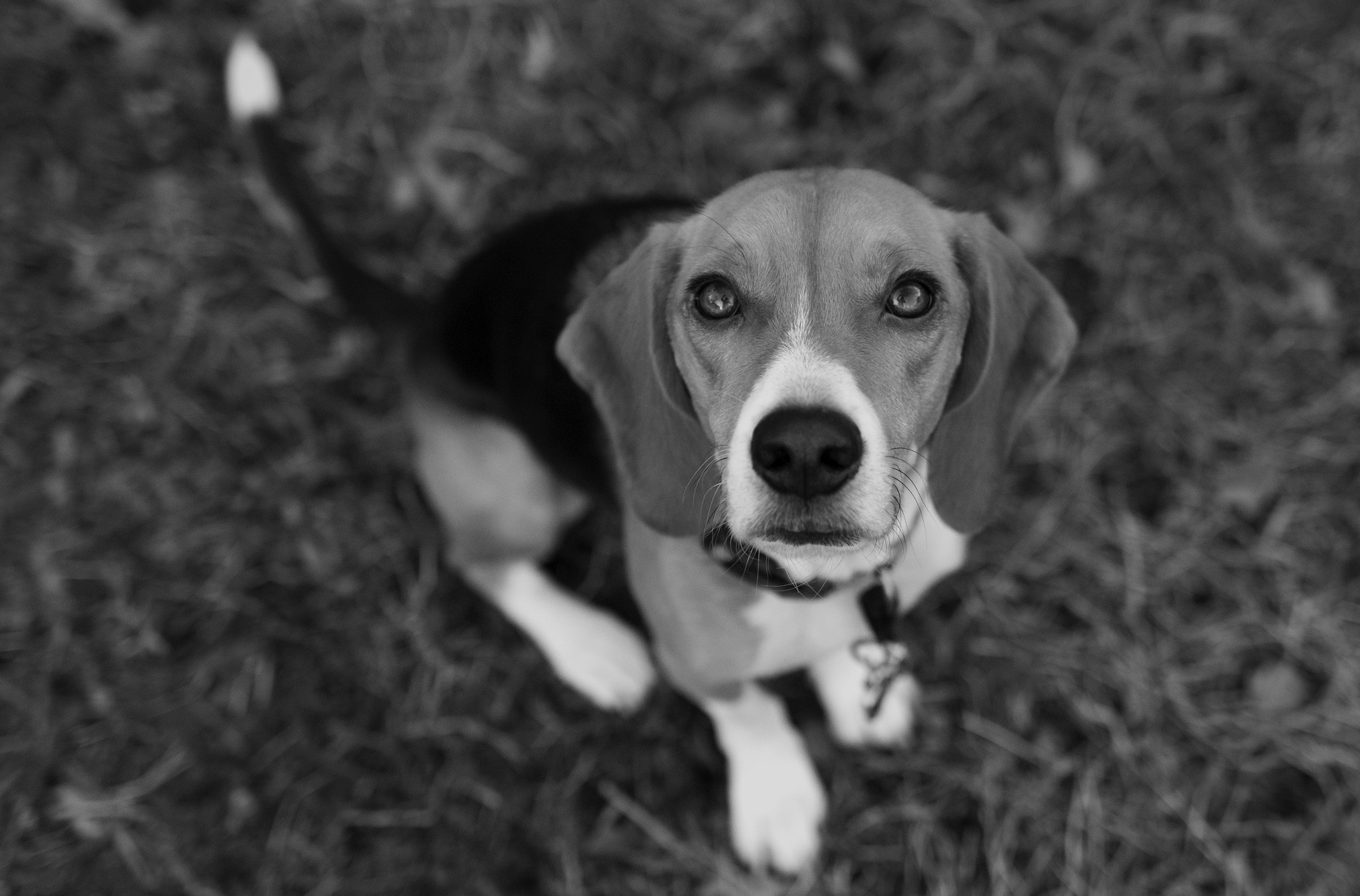Canon EF 35mm F1.4L USM sample photo. Goodboy photography