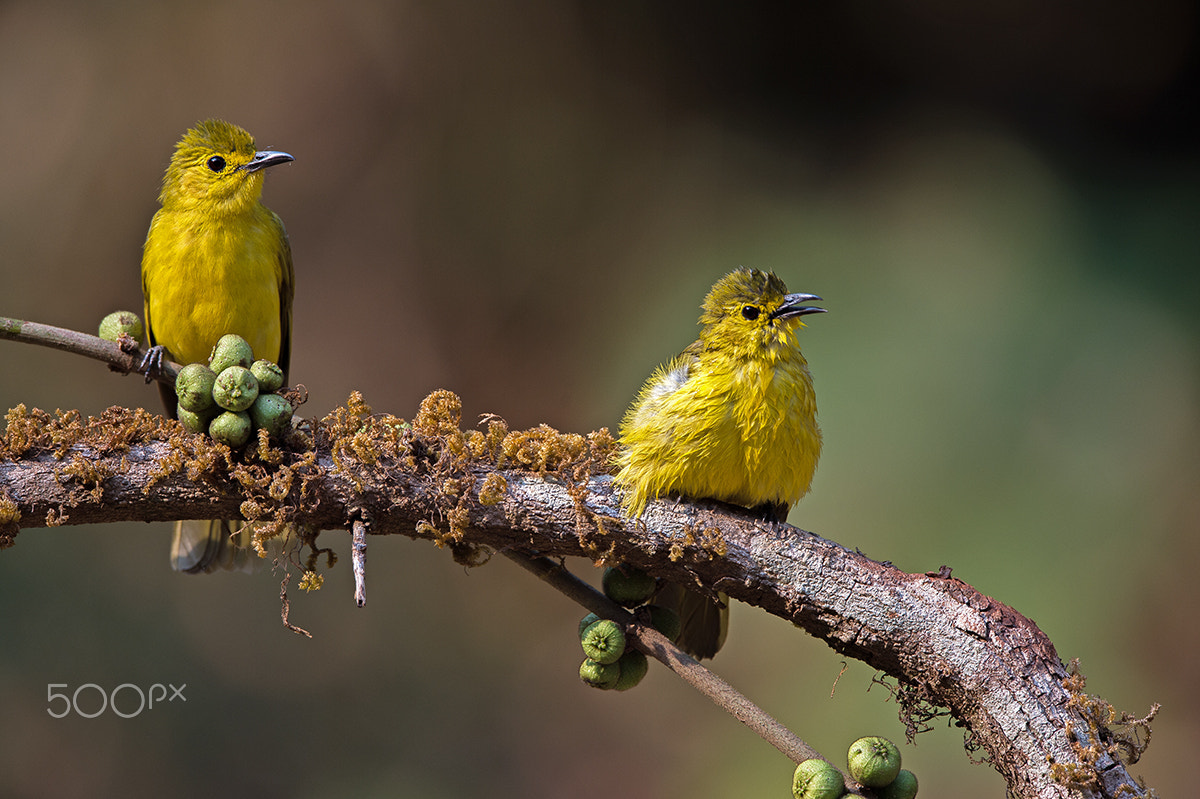 Nikon D4S sample photo. Yellow browed bulbul pair photography