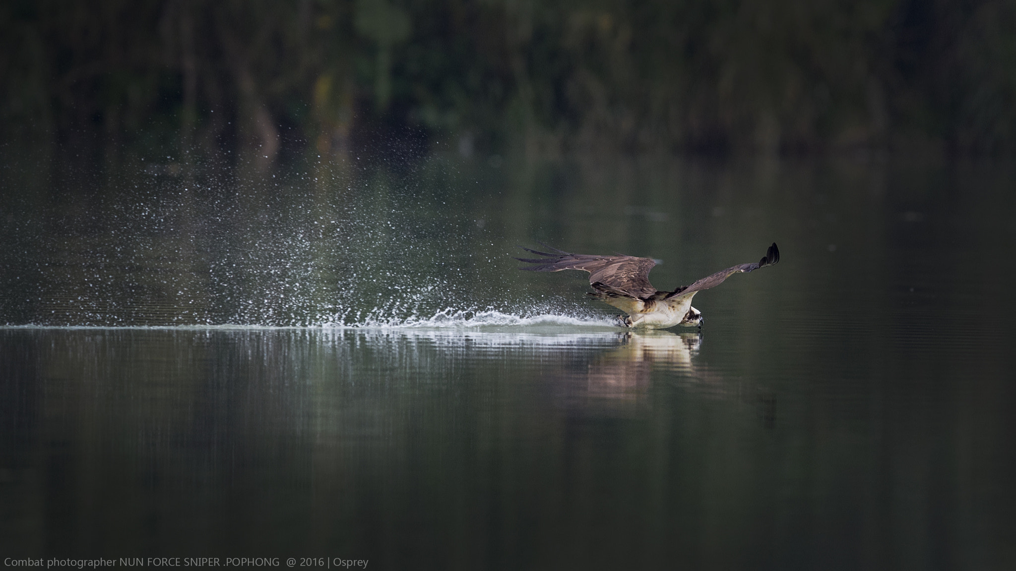 Nikon D4S sample photo. Osprey photography