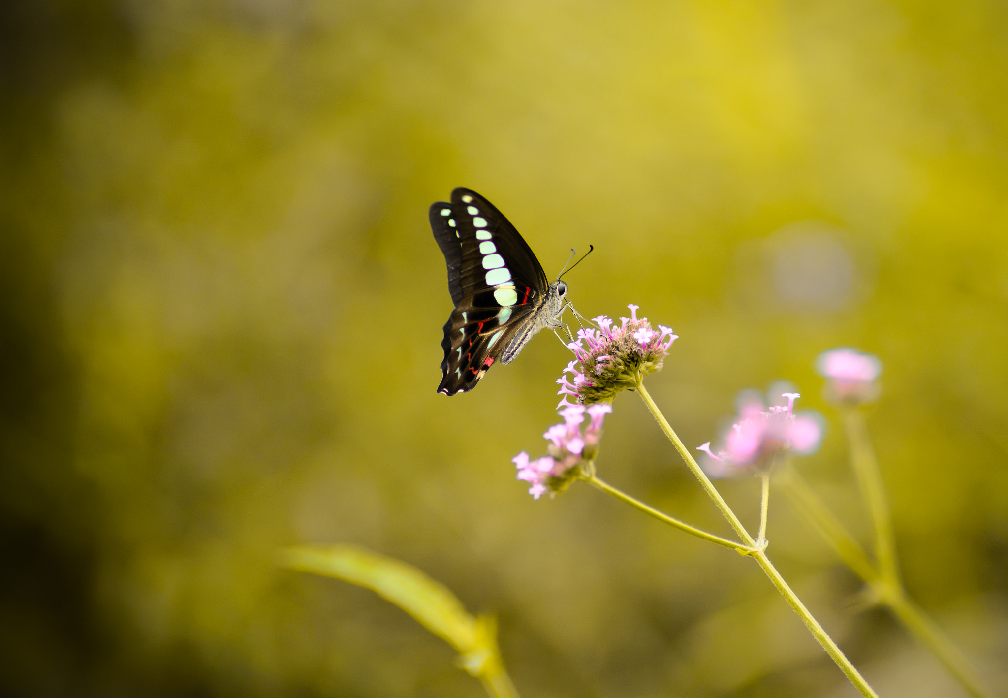 Nikon D610 + Nikon AF Nikkor 180mm F2.8D ED-IF sample photo. Butterfly photography