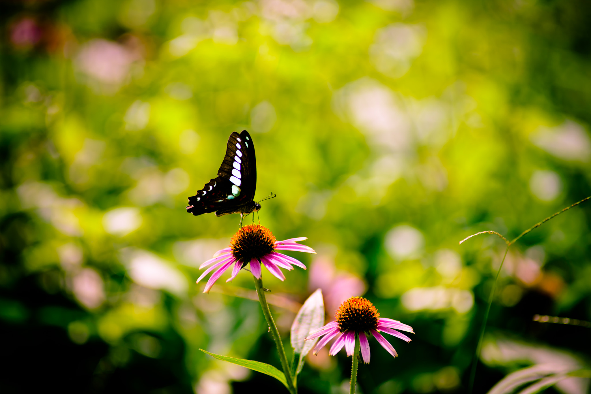 Nikon D610 + Nikon AF Nikkor 180mm F2.8D ED-IF sample photo. Butterfly photography