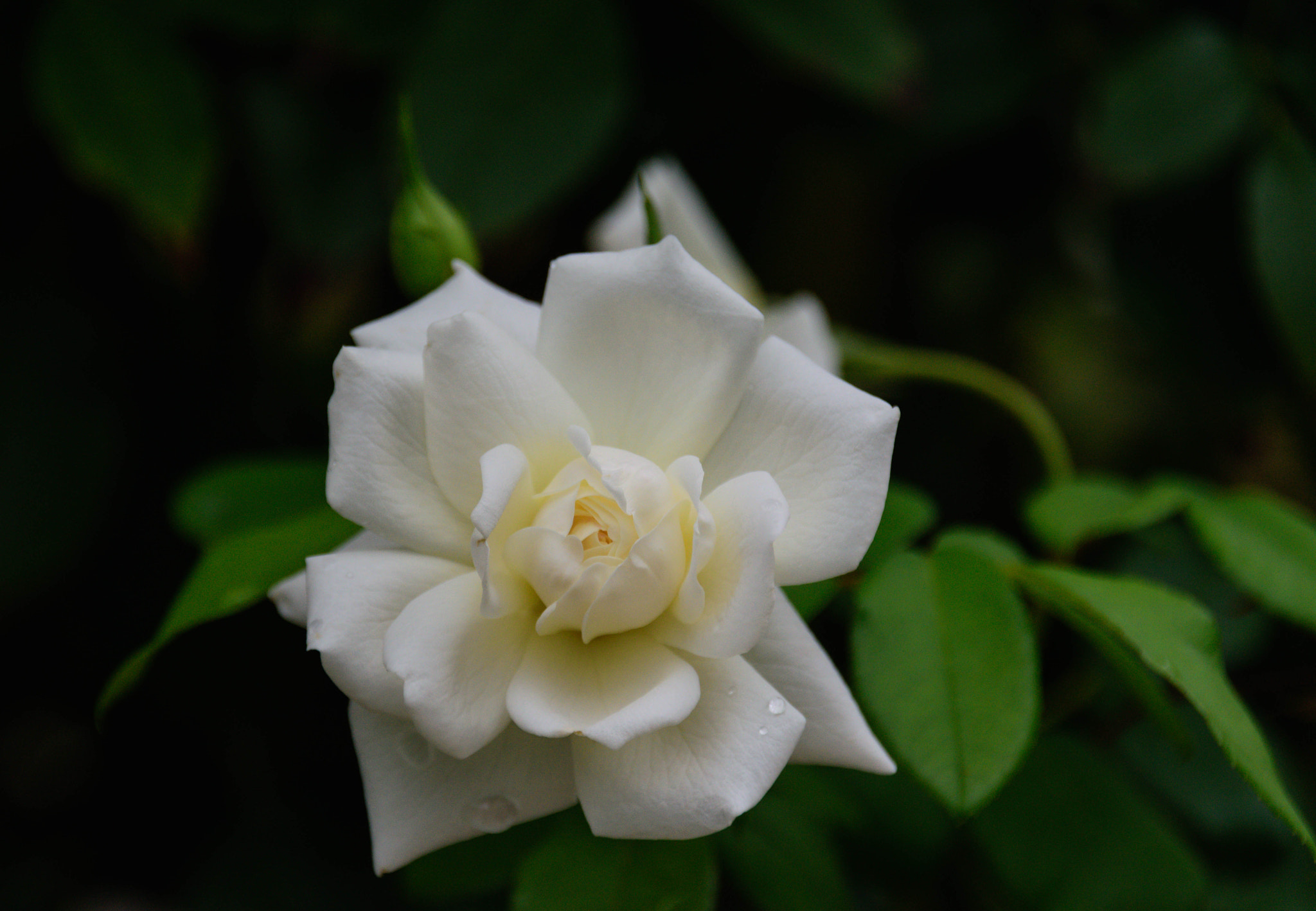 Sigma 18-250mm F3.5-6.3 DC Macro OS HSM sample photo. Iceberg rose photography