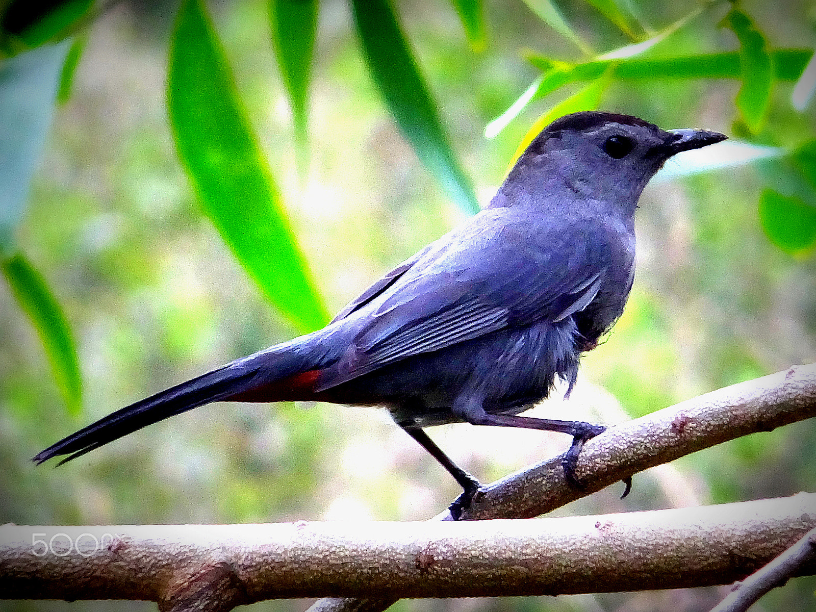 Fujifilm FinePix F850EXR sample photo. Gray catbird. dumetella carolinensis. photography