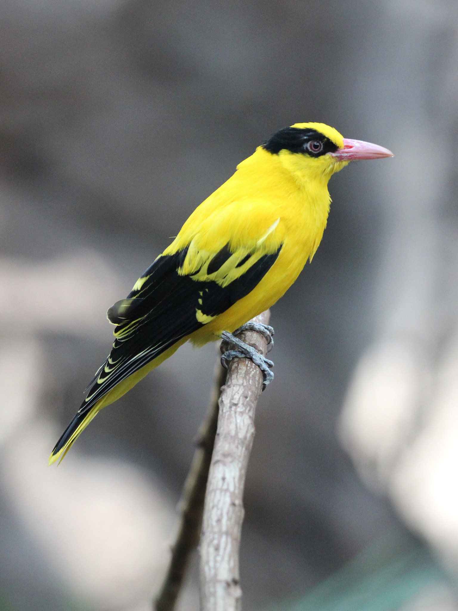 Canon EF 70-200mm F4L USM sample photo. In the tropics photography