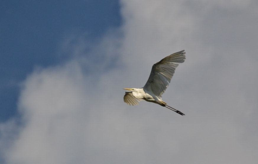 Sigma 120-400mm F4.5-5.6 DG OS HSM sample photo. Flying photography