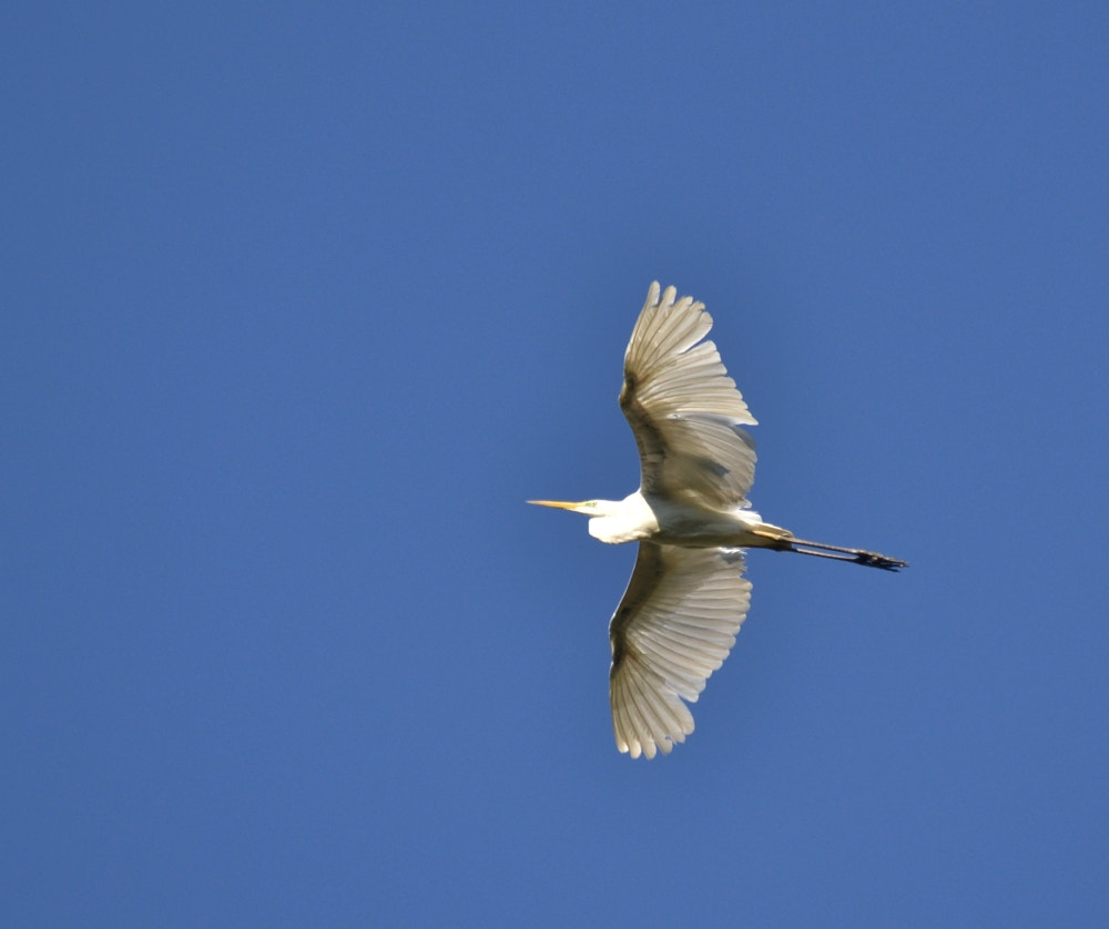 Sigma 120-400mm F4.5-5.6 DG OS HSM sample photo. Angel wings photography
