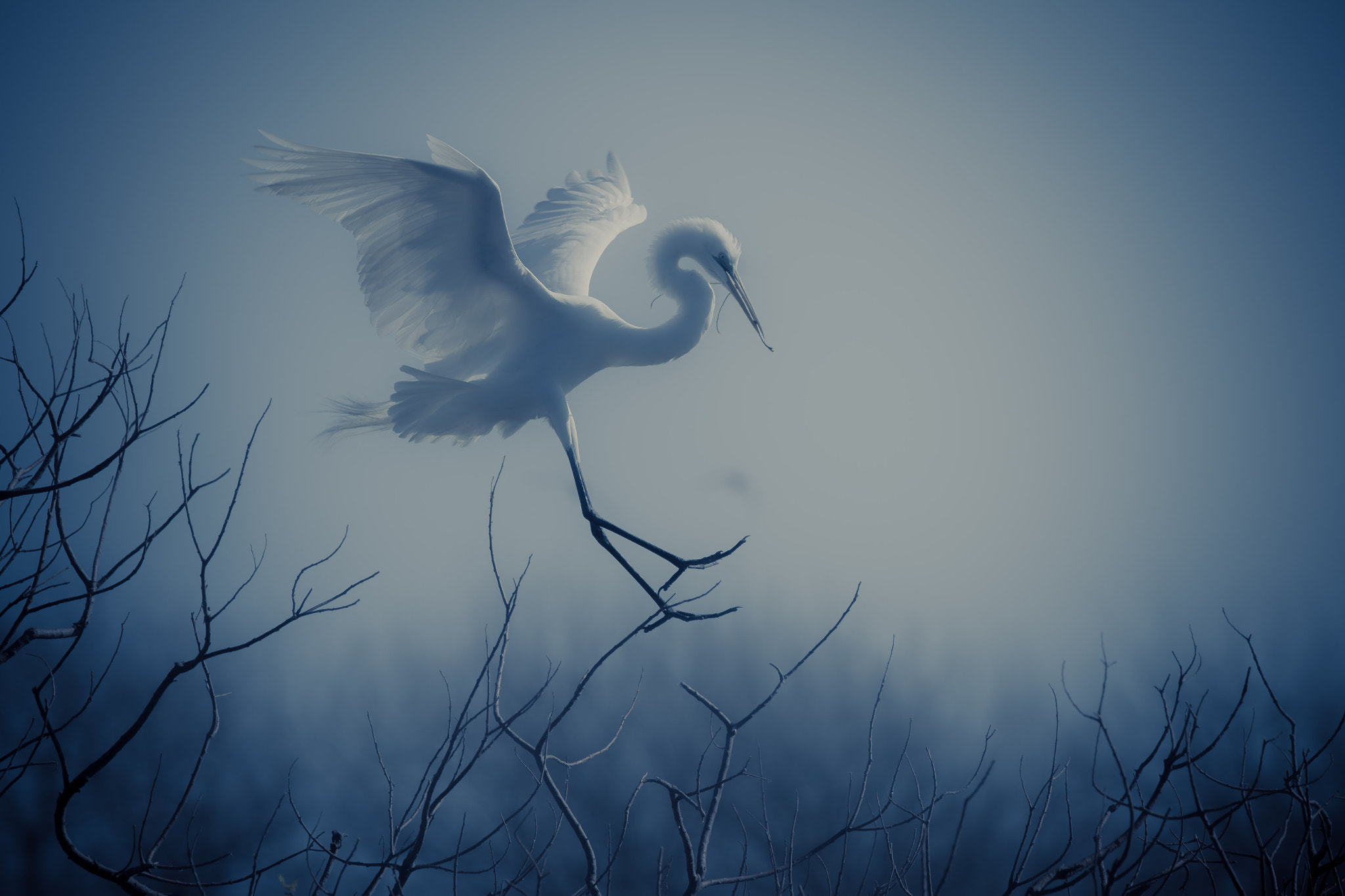 Canon EF 300mm F2.8L IS II USM sample photo. A foggy morning. photography