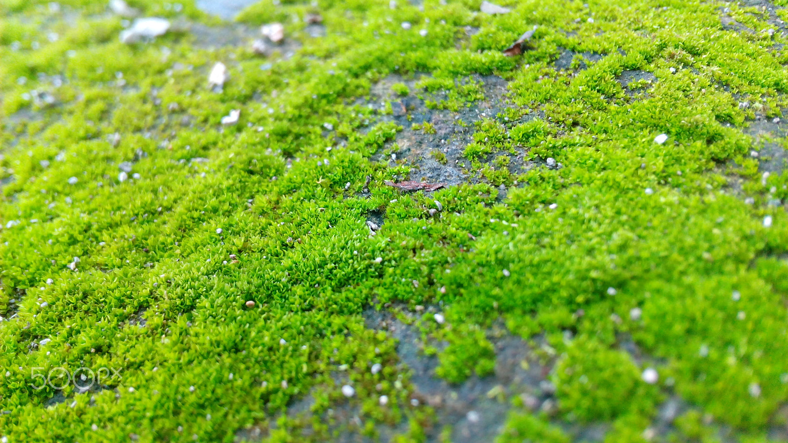 HUAWEI Hol-U19 sample photo. Img_20160306_074604.jpg photography