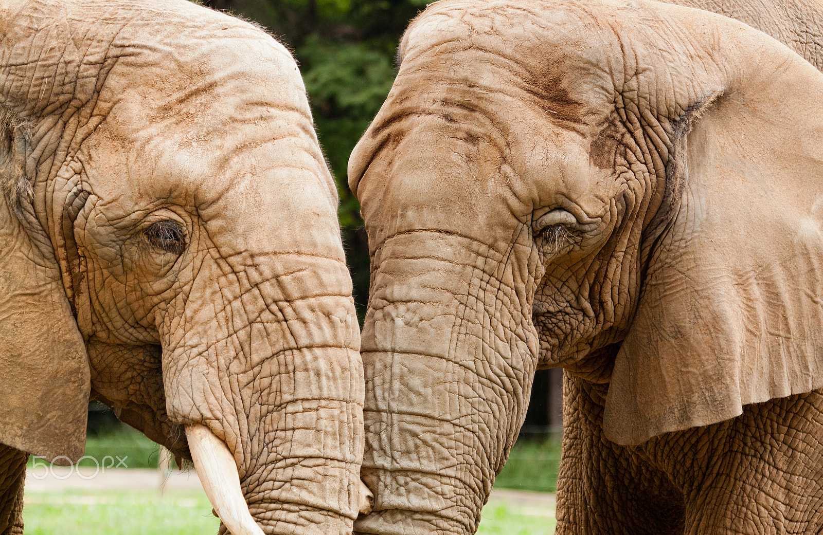Canon EF 100-400mm F4.5-5.6L IS USM sample photo. Elephant's love photography