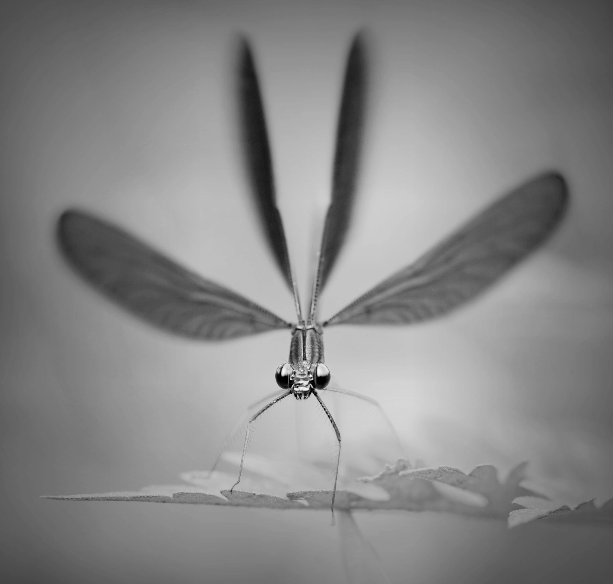 Canon EF 180mm F3.5L Macro USM sample photo. Damselfly photography