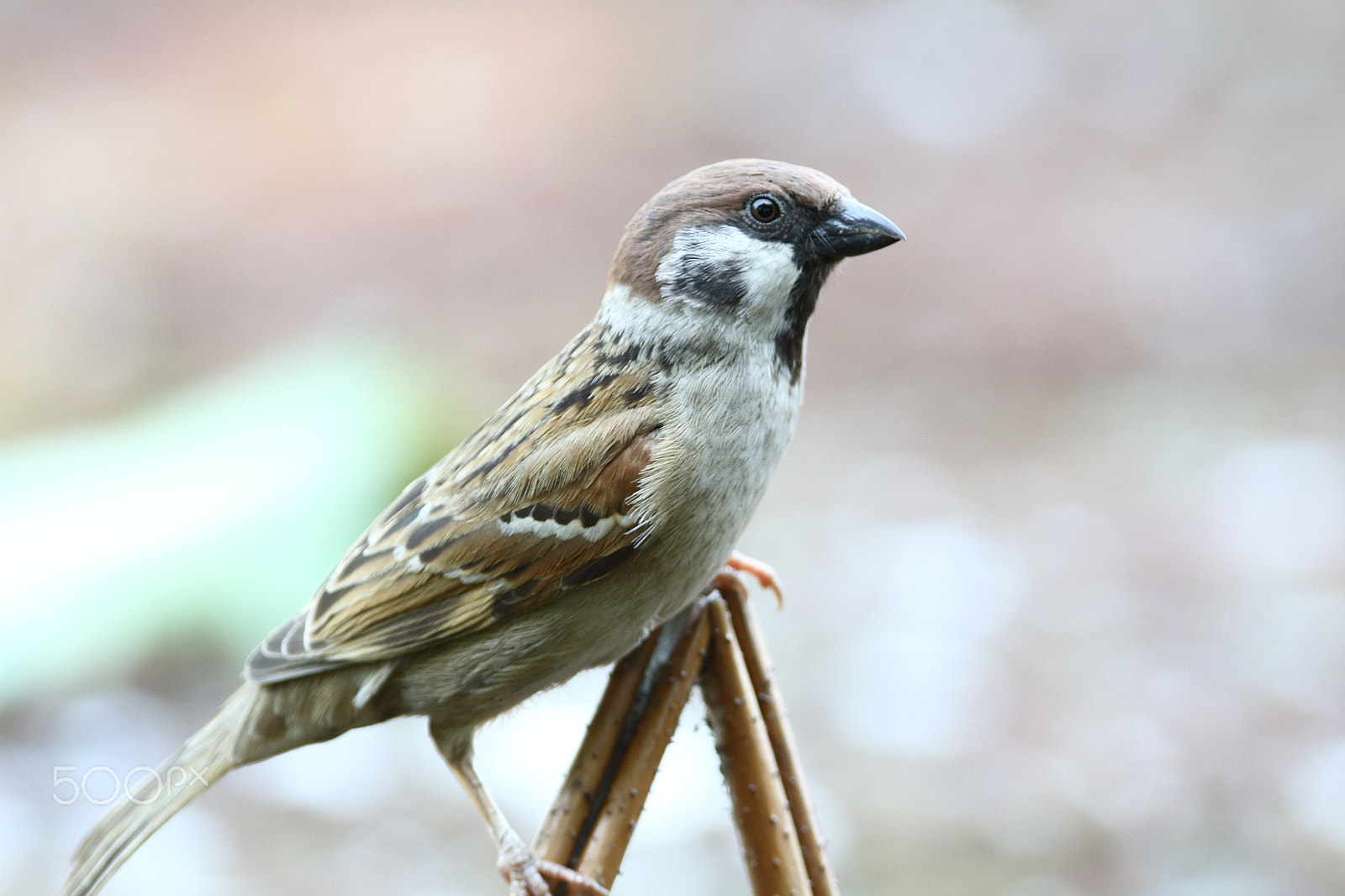 Canon EF 400mm F2.8L IS II USM sample photo. Img_3642.jpg photography