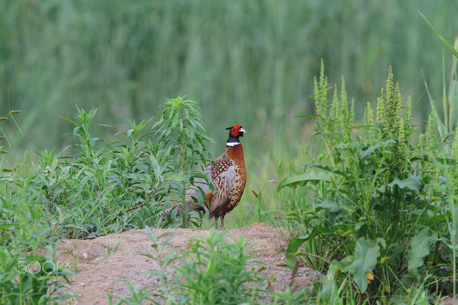 Canon EOS 7D + Canon EF 400mm F2.8L IS II USM sample photo. Img_3891.jpg photography