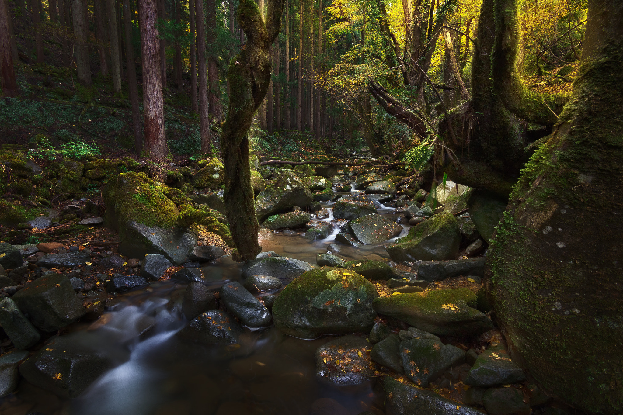 Canon EF-S 17-85mm F4-5.6 IS USM sample photo. Deep forest photography