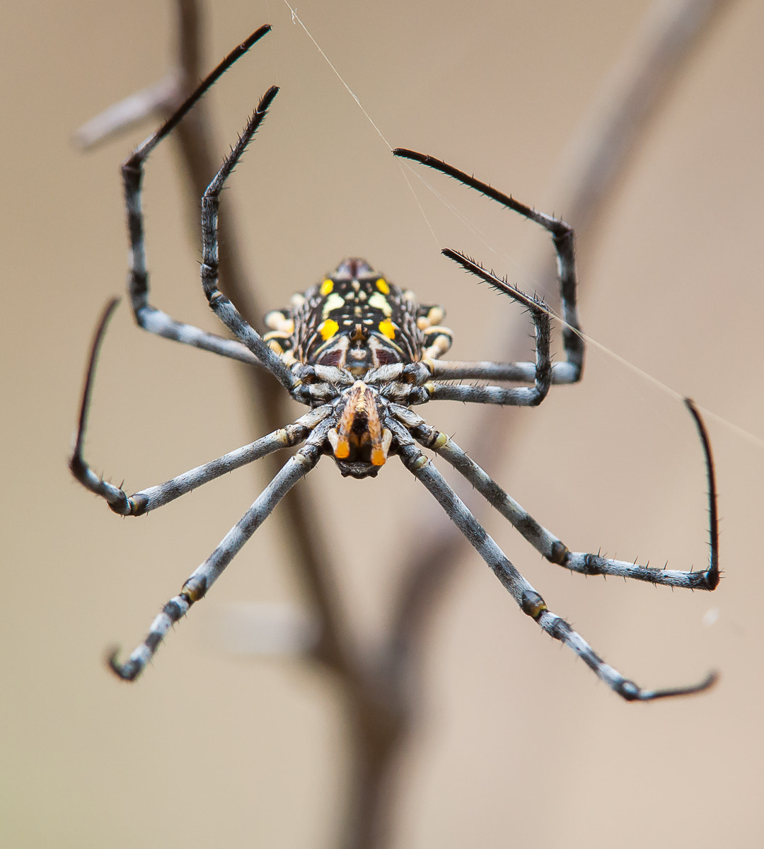 Nikon AF-S Nikkor 200-400mm F4G ED-IF VR sample photo. Garden orb web spider photography