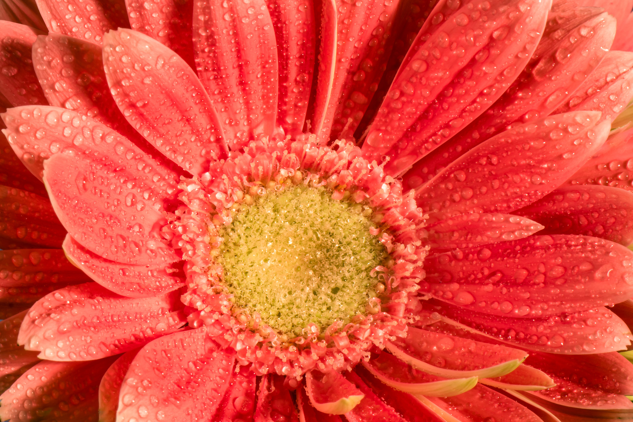 Samsung NX1 + Samsung NX 50-200mm F4-5.6 ED OIS sample photo. Gerber daisy photography