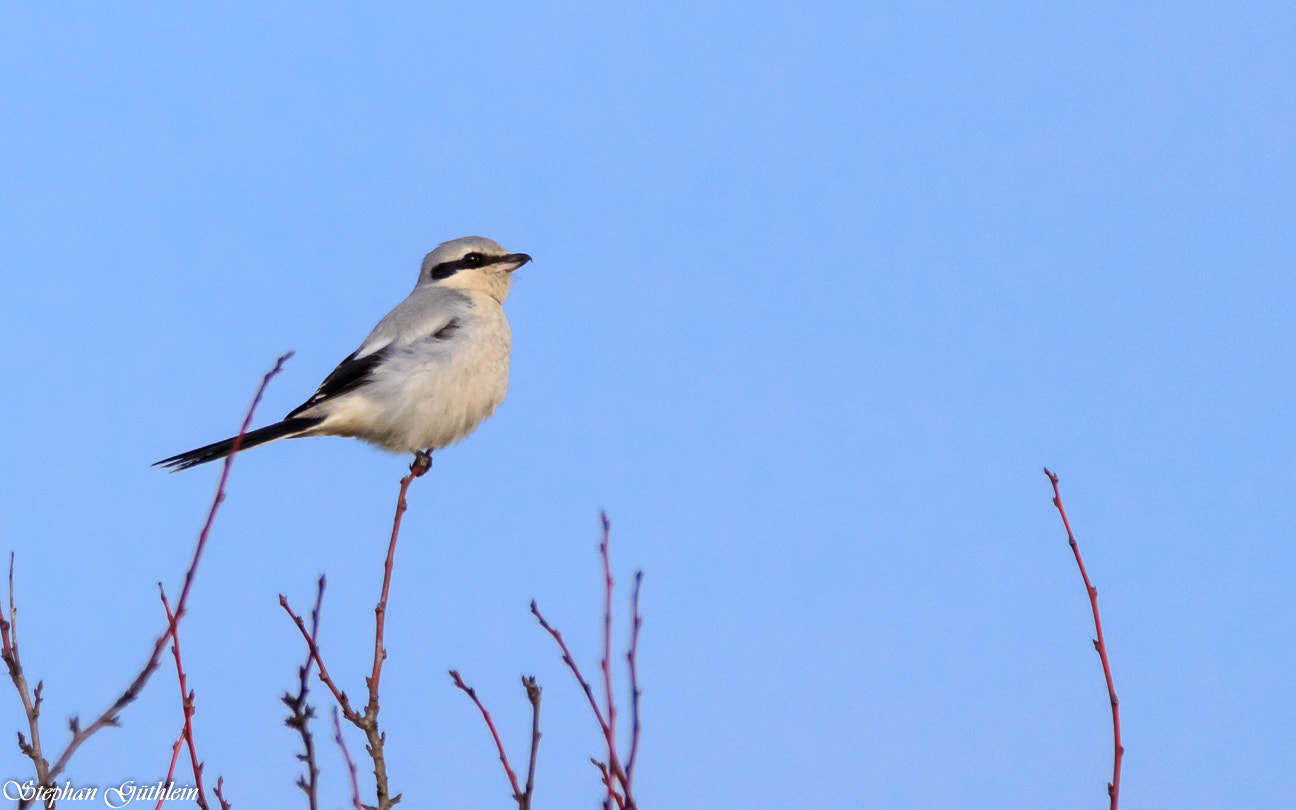 Sigma 150-600mm F5-6.3 DG OS HSM | C sample photo. Watching photography