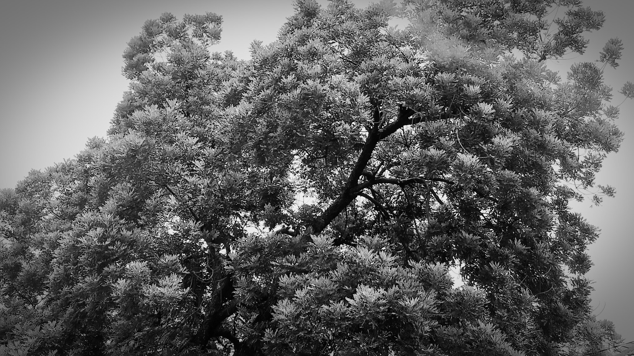 ASUS PadFone sample photo. Tree photography