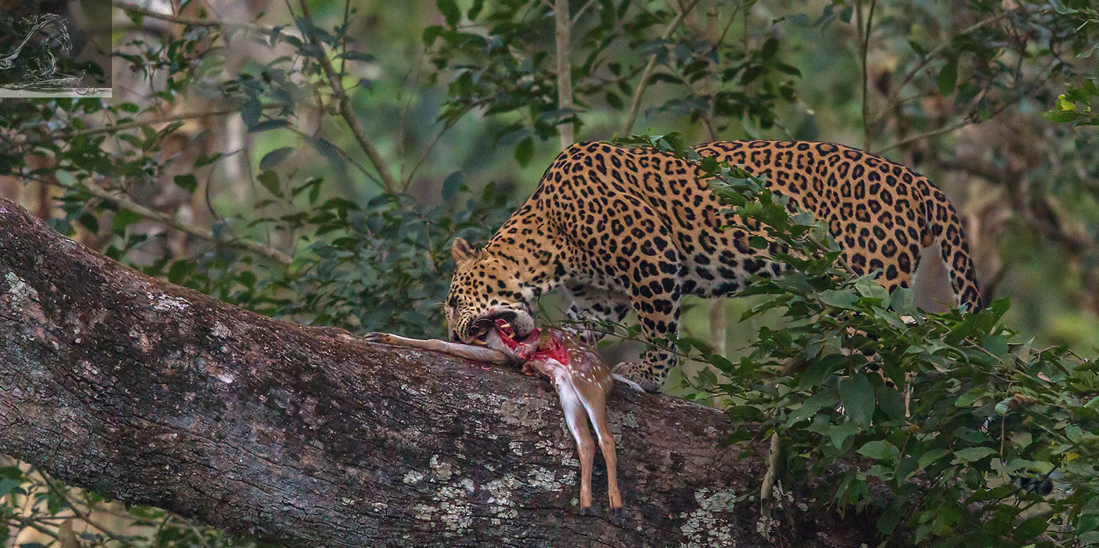 Canon EOS 7D + Canon EF 600mm F4L IS II USM sample photo. Kabini 32 photography