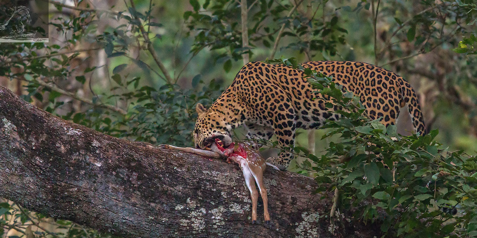 Canon EF 600mm F4L IS II USM sample photo. Kabini 32 photography