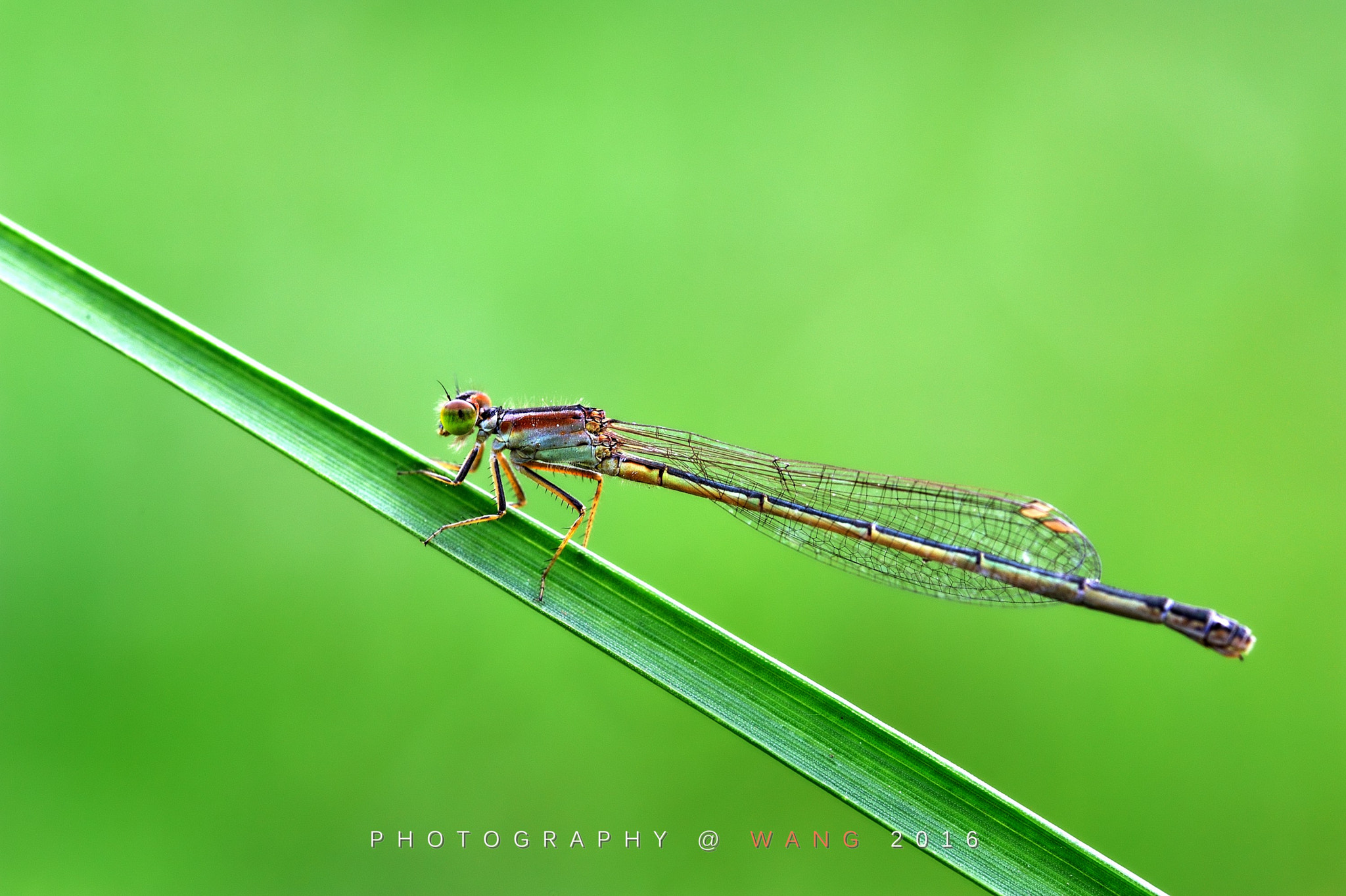 Nikon D700 + Sigma 105mm F2.8 EX DG Macro sample photo. 绿色精灵 photography