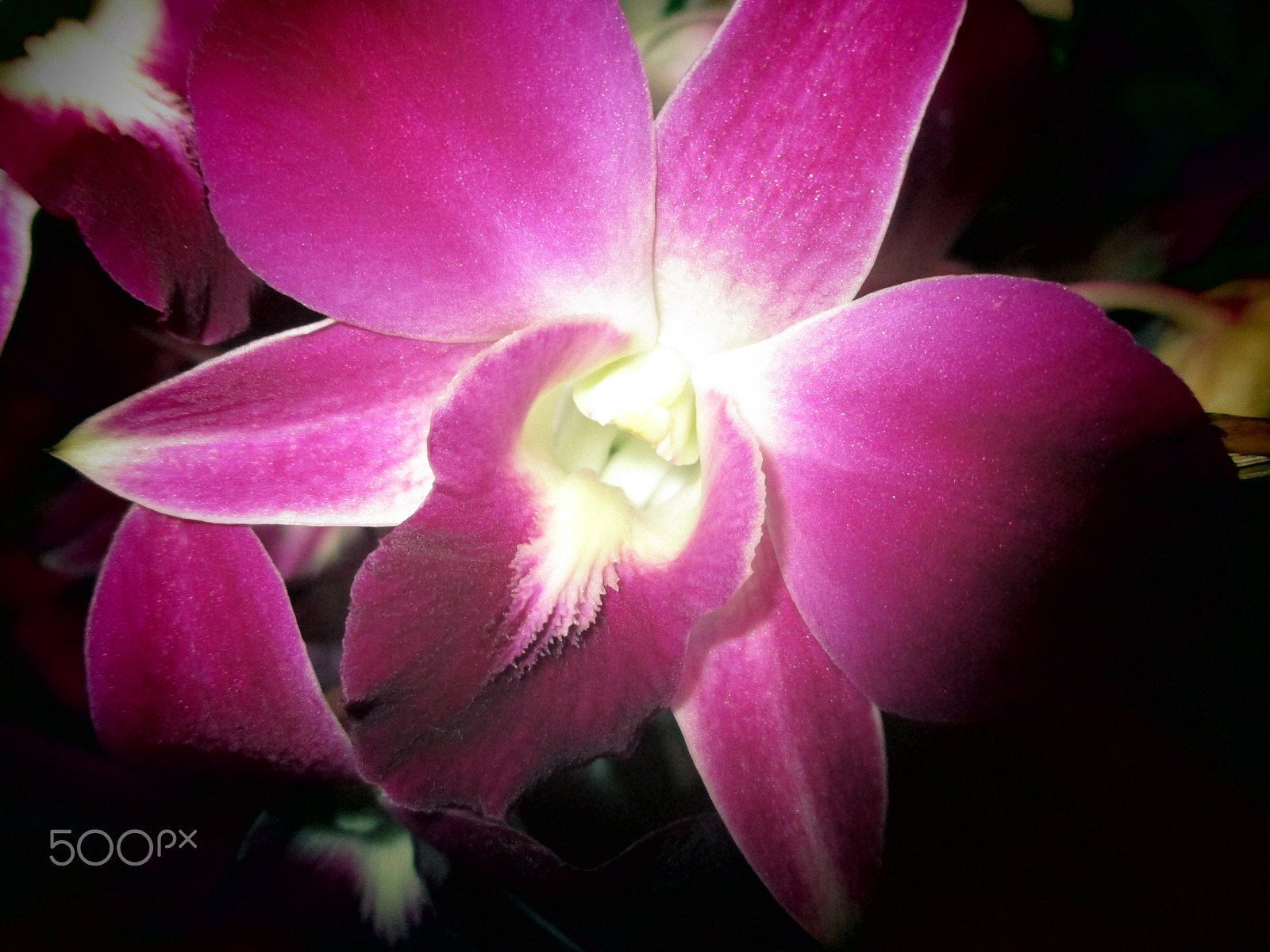 Canon PowerShot ELPH 115 IS (IXUS 132 / IXY 90F) sample photo. Velvet flower 2 photography
