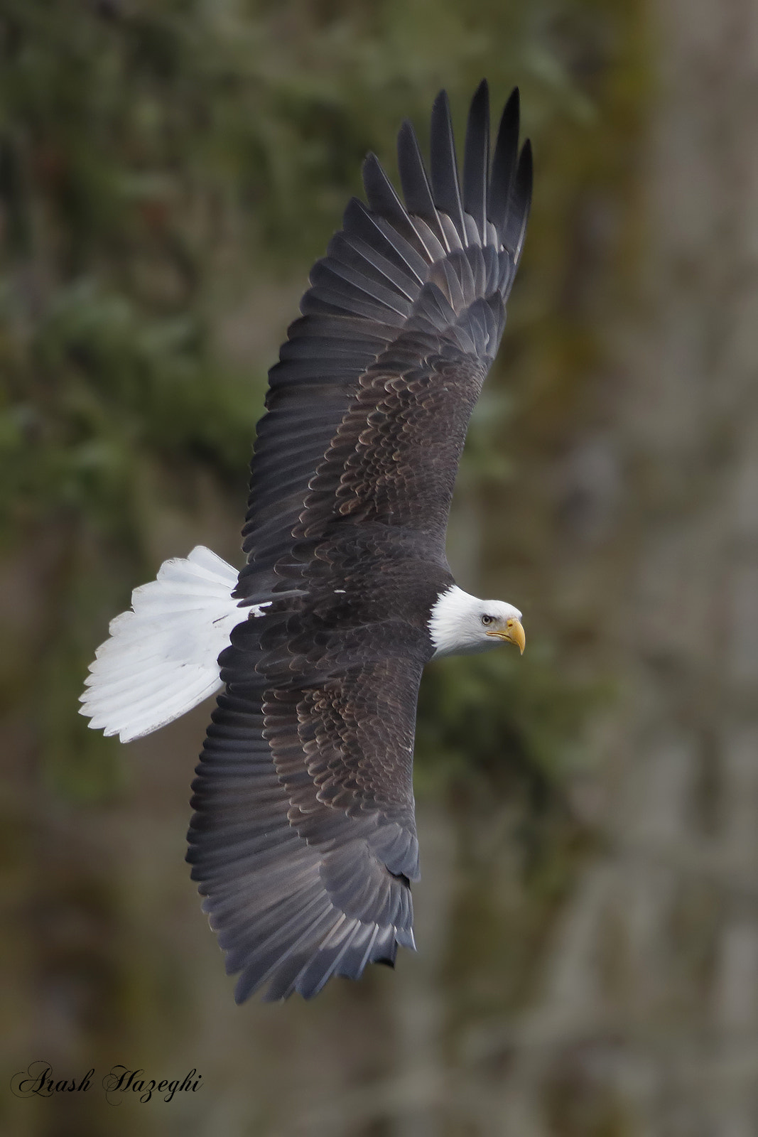 Canon EF 400mm F4 DO IS II USM sample photo. Bald eagle photography
