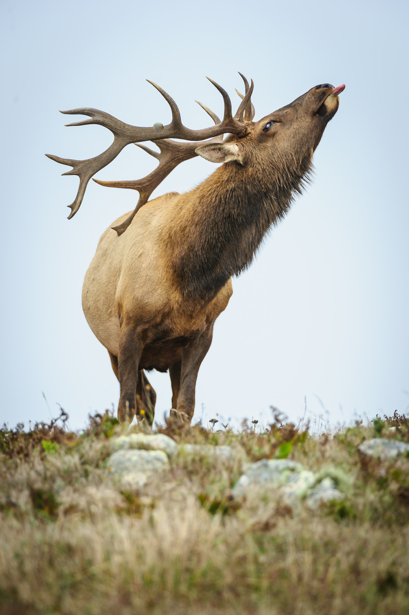 Nikon D3S sample photo. Tule elk photography
