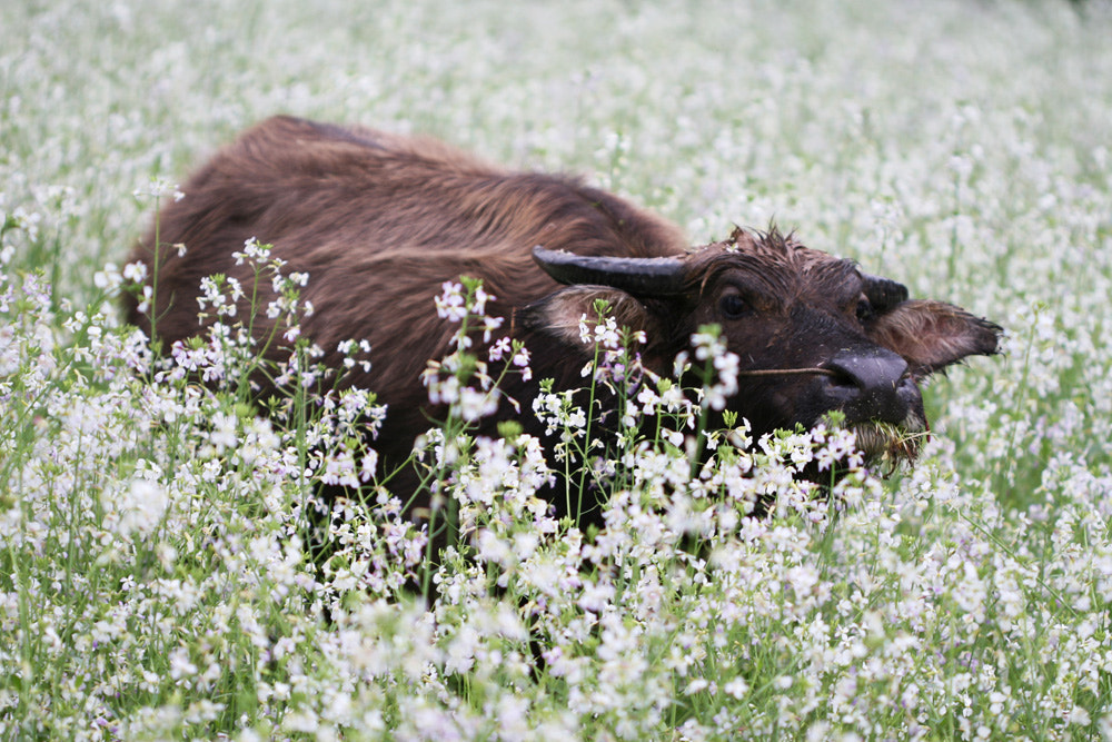 Canon EOS 30D + Canon EF 100mm F2.8 Macro USM sample photo. Water buffalo photography