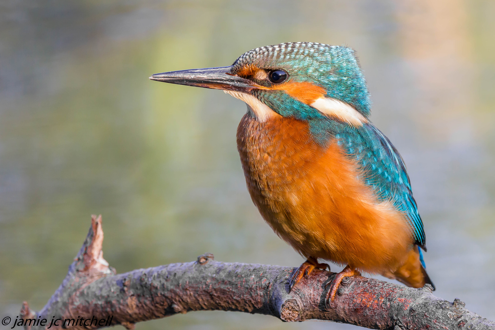 Sigma 150-600mm F5-6.3 DG OS HSM | C sample photo. The fishing queen photography