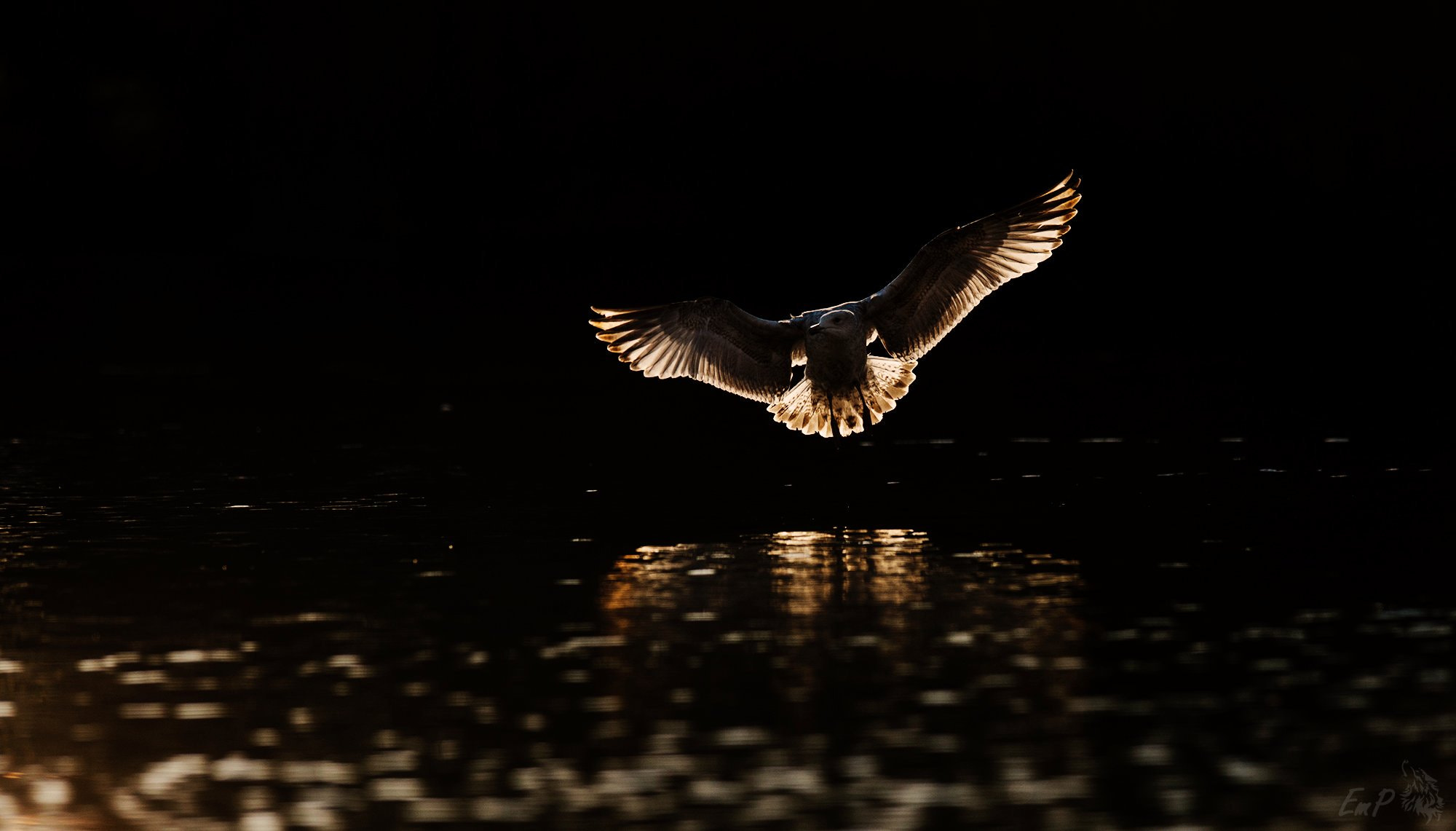 Nikon D800 + Nikon AF-S Nikkor 400mm F2.8G ED VR II sample photo. Gull landing photography