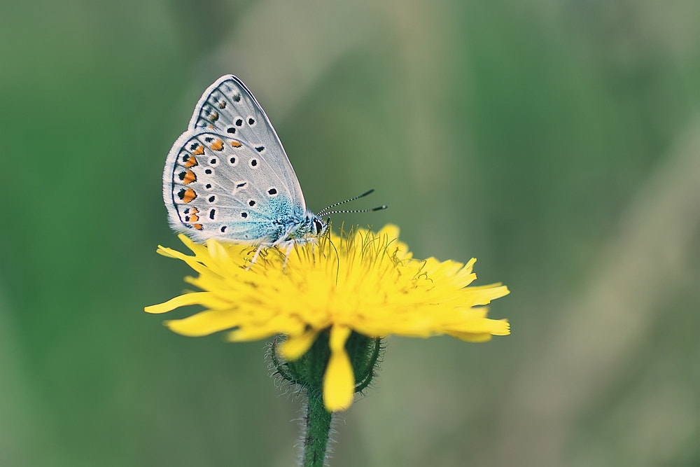 Canon EOS 600D (Rebel EOS T3i / EOS Kiss X5) + Canon EF 50mm F2.5 Macro sample photo. Polyommatus icarus photography