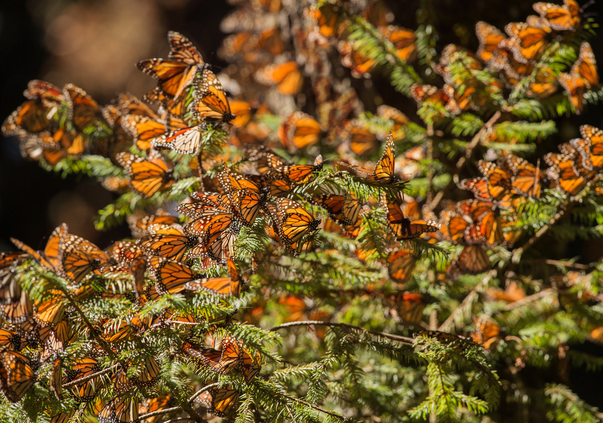 Nikon D4S + Nikon AF-S Nikkor 300mm F4D ED-IF sample photo. Butterfly kingdom photography