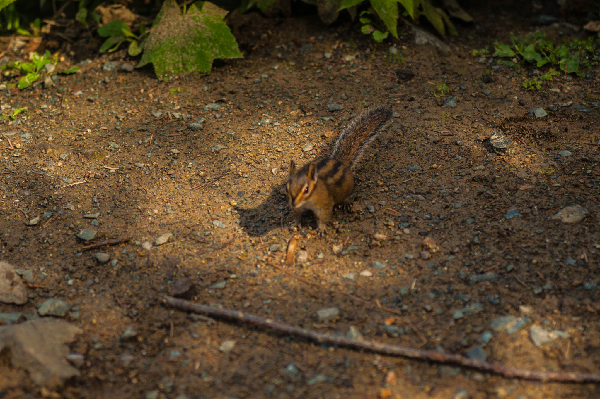 Canon EOS 30D + EF28-70mm f/2.8L USM sample photo. Squirrel photography