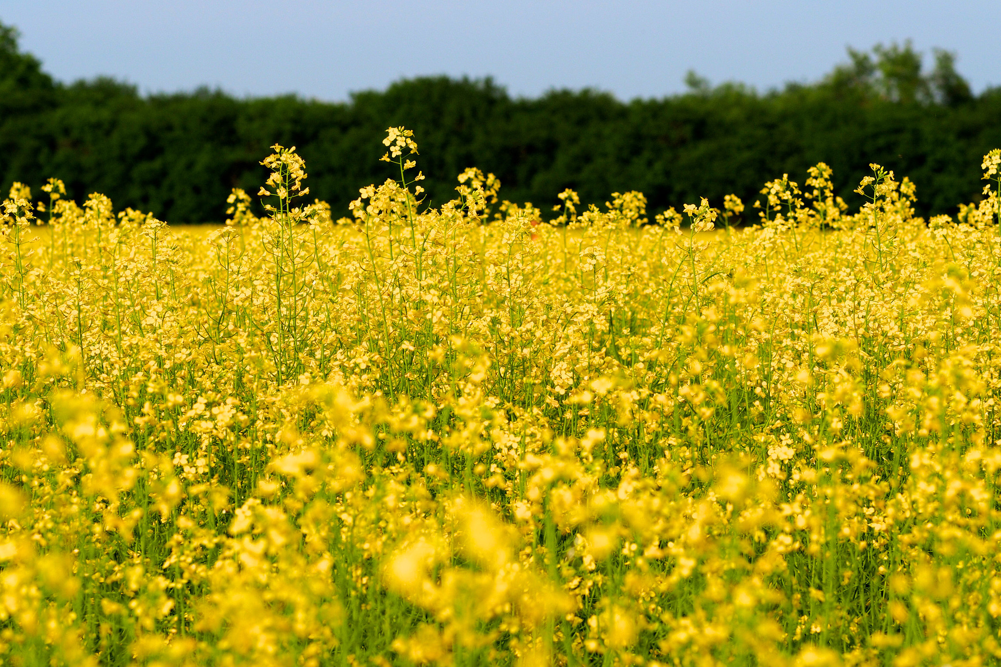 Olympus OM-D E-M5 + Olympus M.Zuiko Digital ED 75mm F1.8 sample photo. Canola field photography