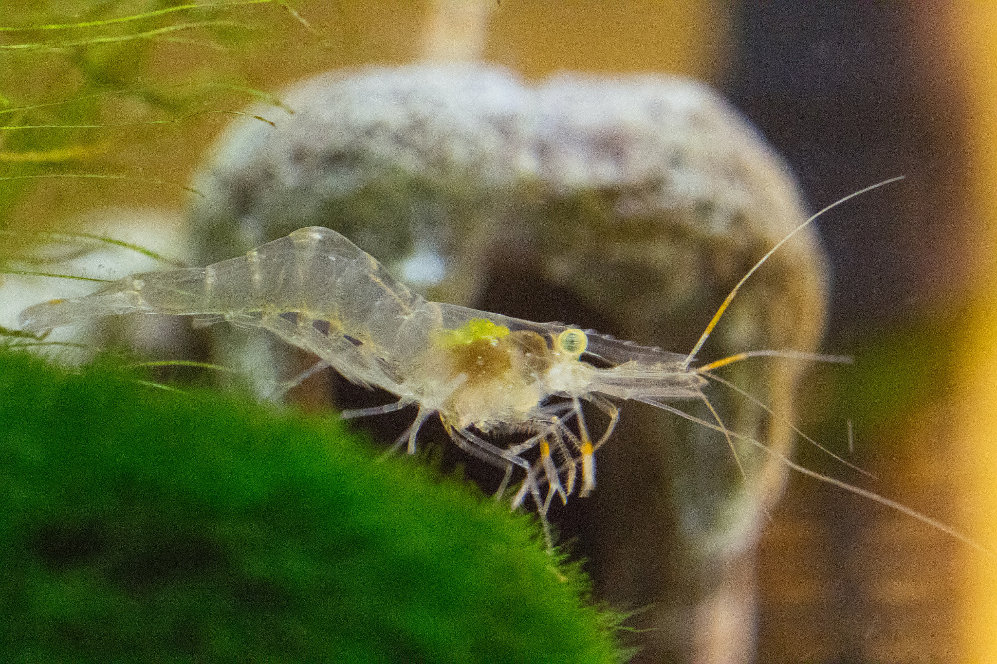 Canon EOS M2 + Canon EF 100mm F2.8 Macro USM sample photo. Pregnant ghost shrimp and marimo moss photography