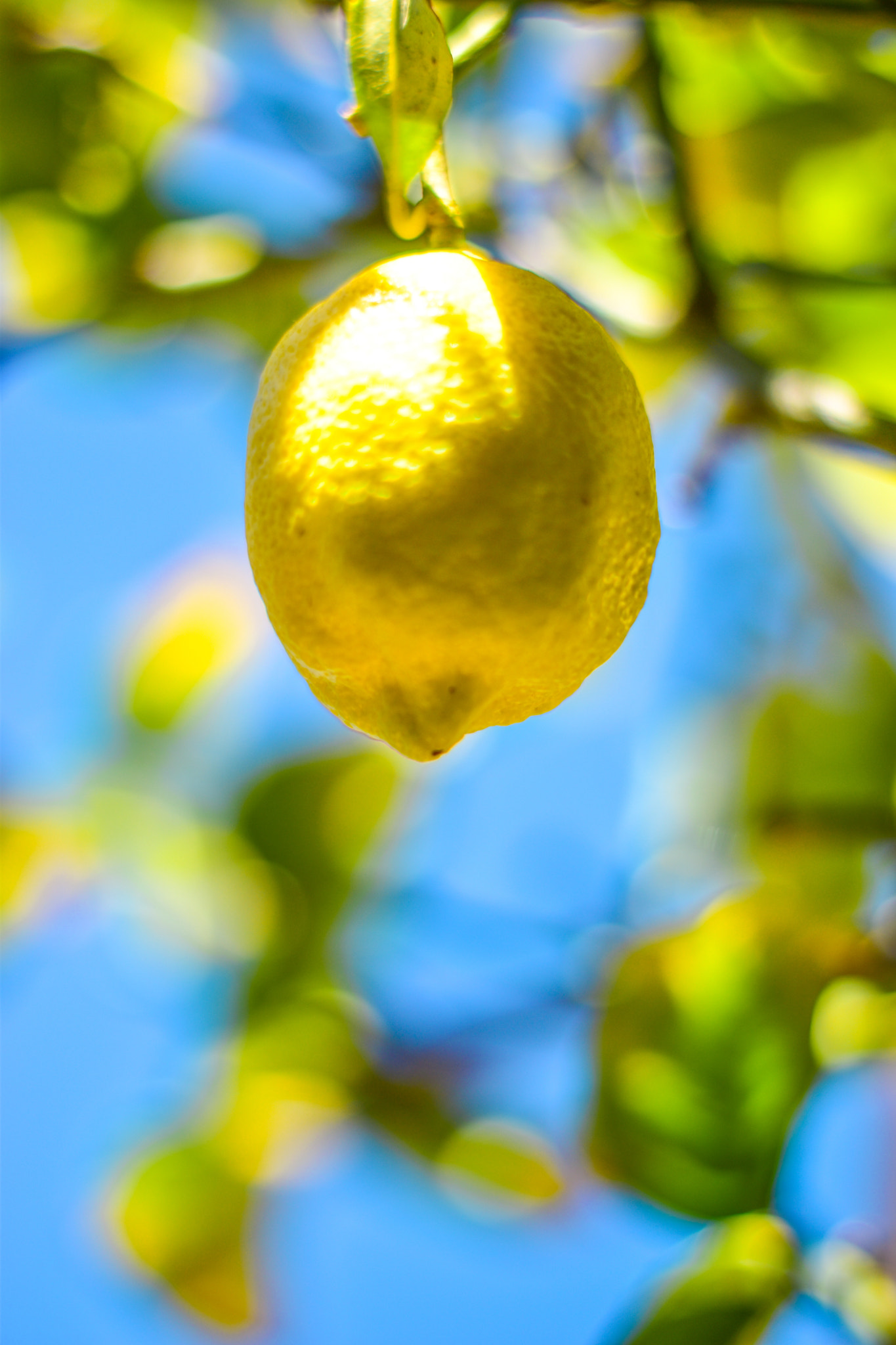 Nikon D5500 sample photo. Limon.jpg photography