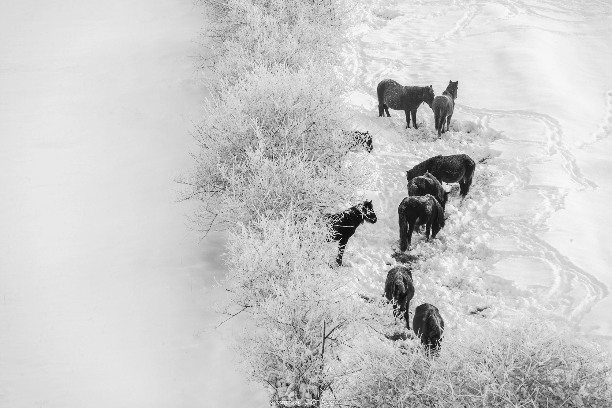 Canon EF 28-300mm F3.5-5.6L IS USM sample photo. 雪霁.jpg photography