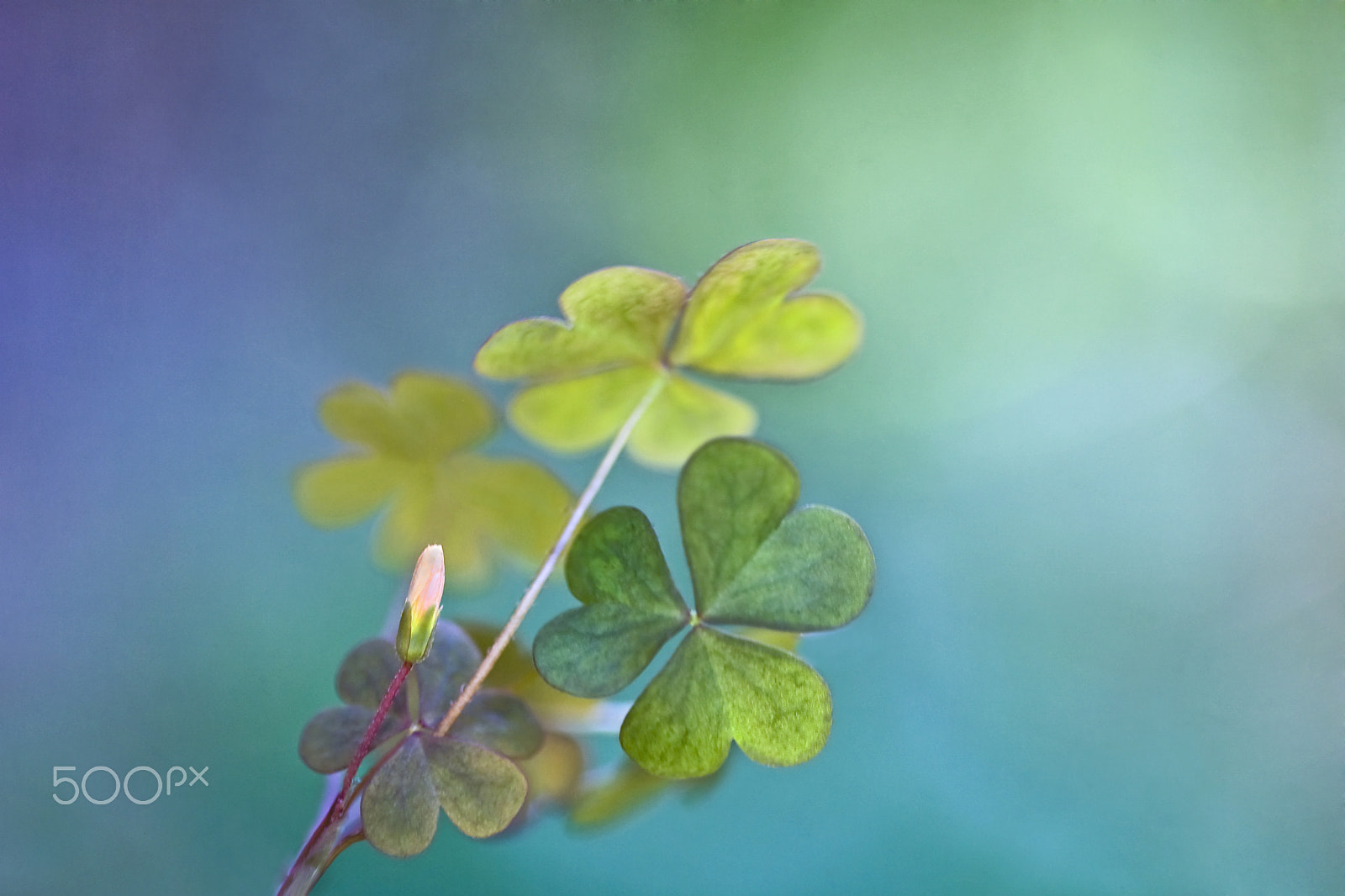 Canon EF 100mm F2.8 Macro USM sample photo. Heartfelt photography