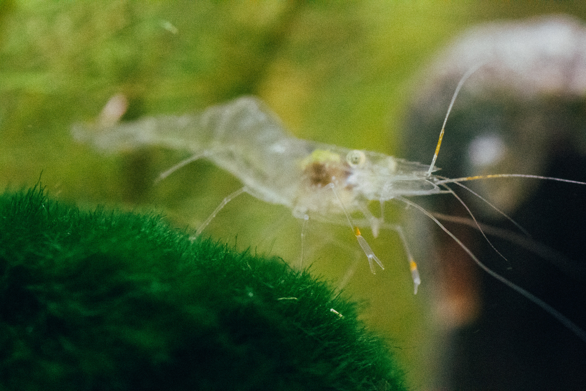 Canon EOS M2 + Canon EF 100mm F2.8 Macro USM sample photo. Ghost shrimp and marimo moss ball photography